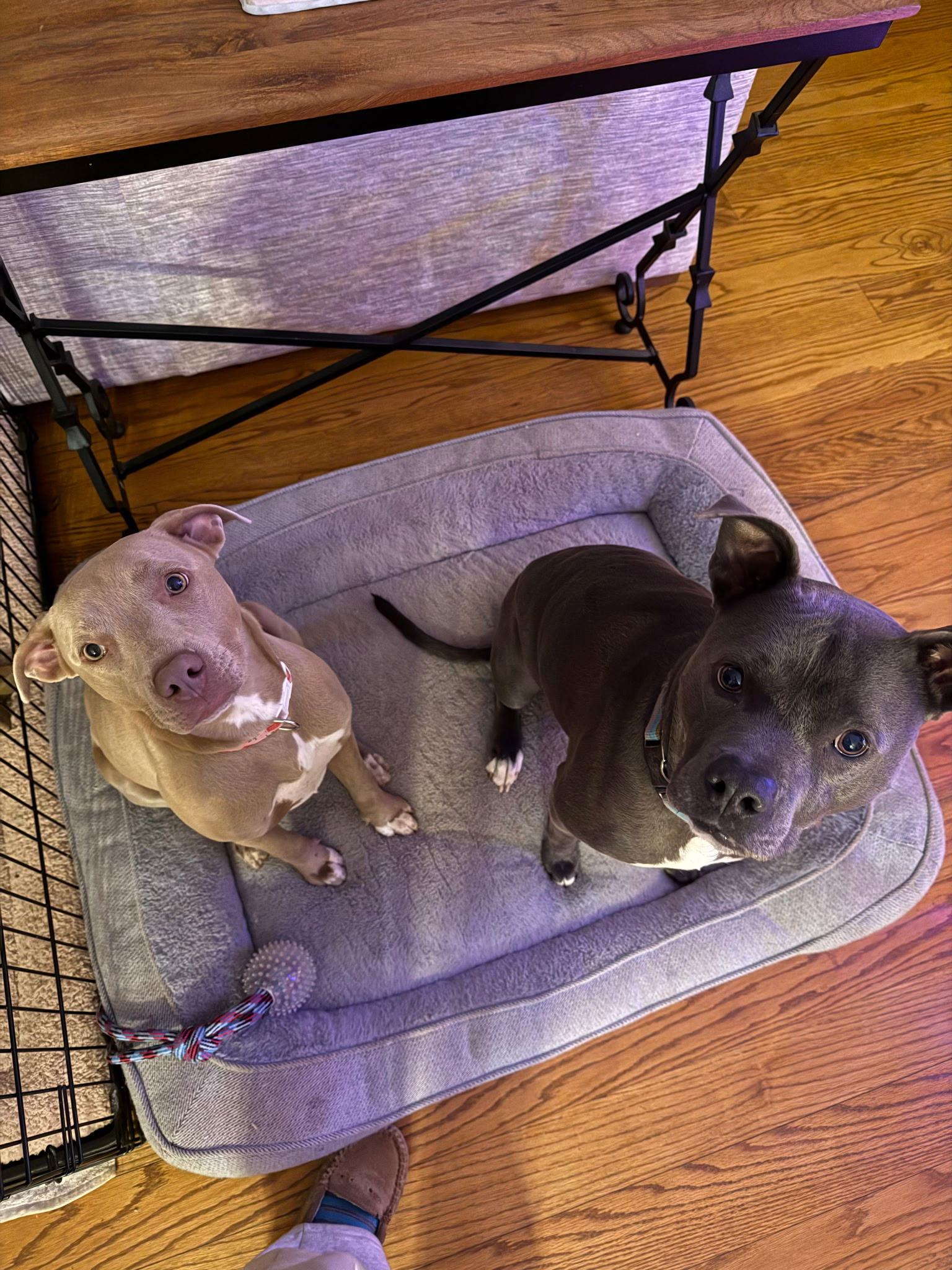 Laverne, Adoptable, Young Female American Bulldog.