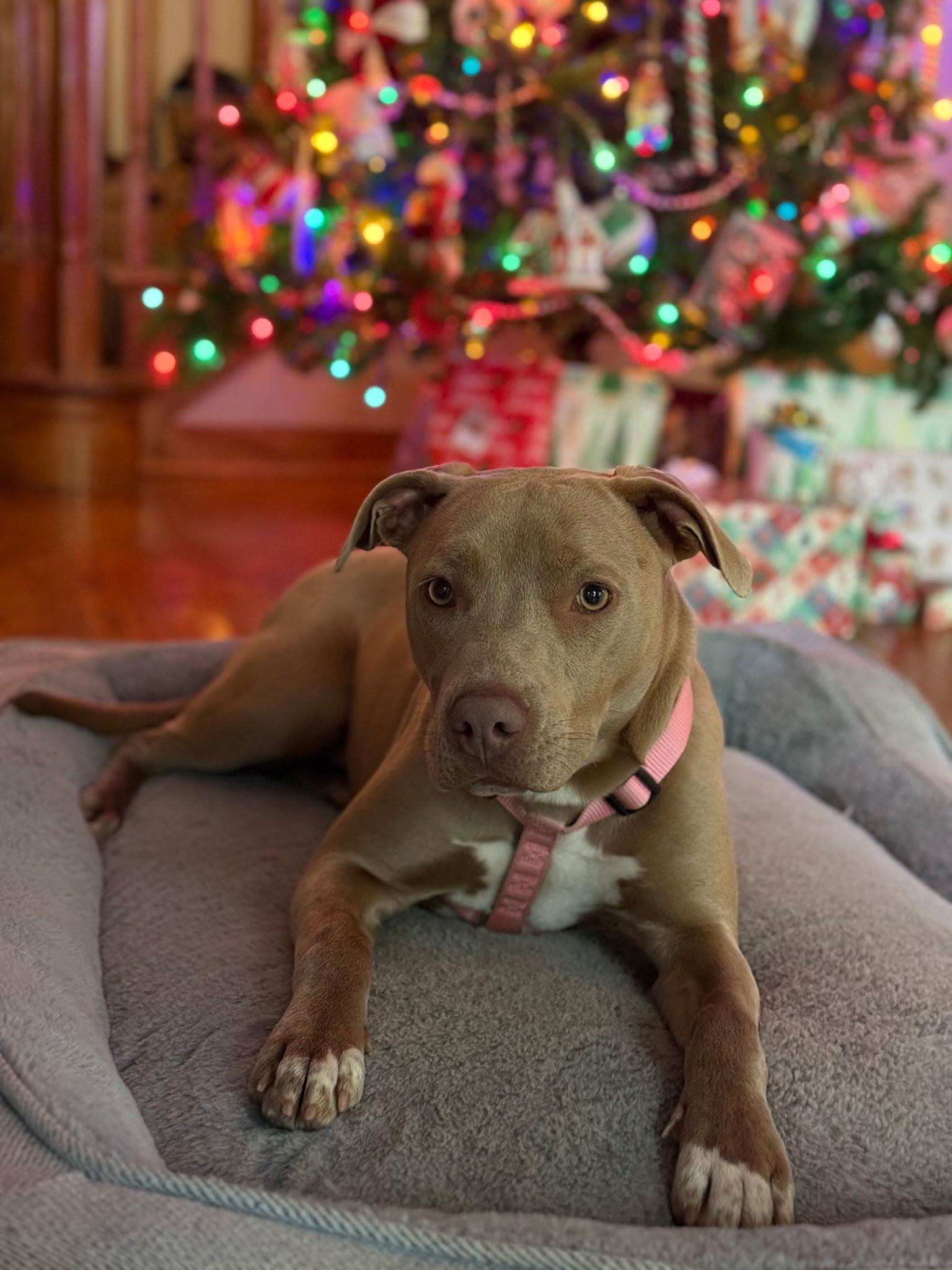Enlarge Laverne, a Adoptable American Bulldog in Tarrytown, GA image 2/3