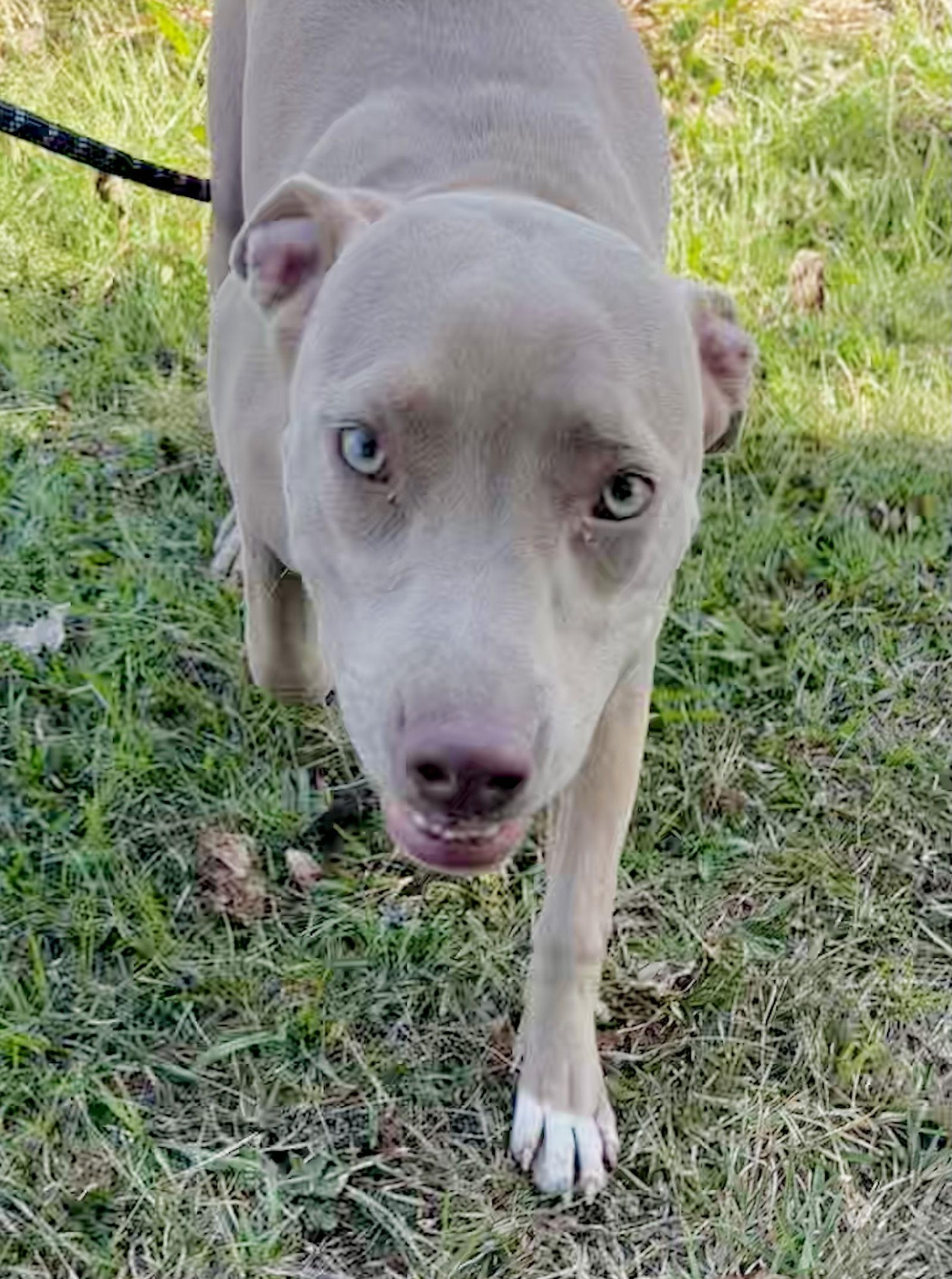 Laverne, a Adoptable American Bulldog in Tarrytown, GA image 3/3