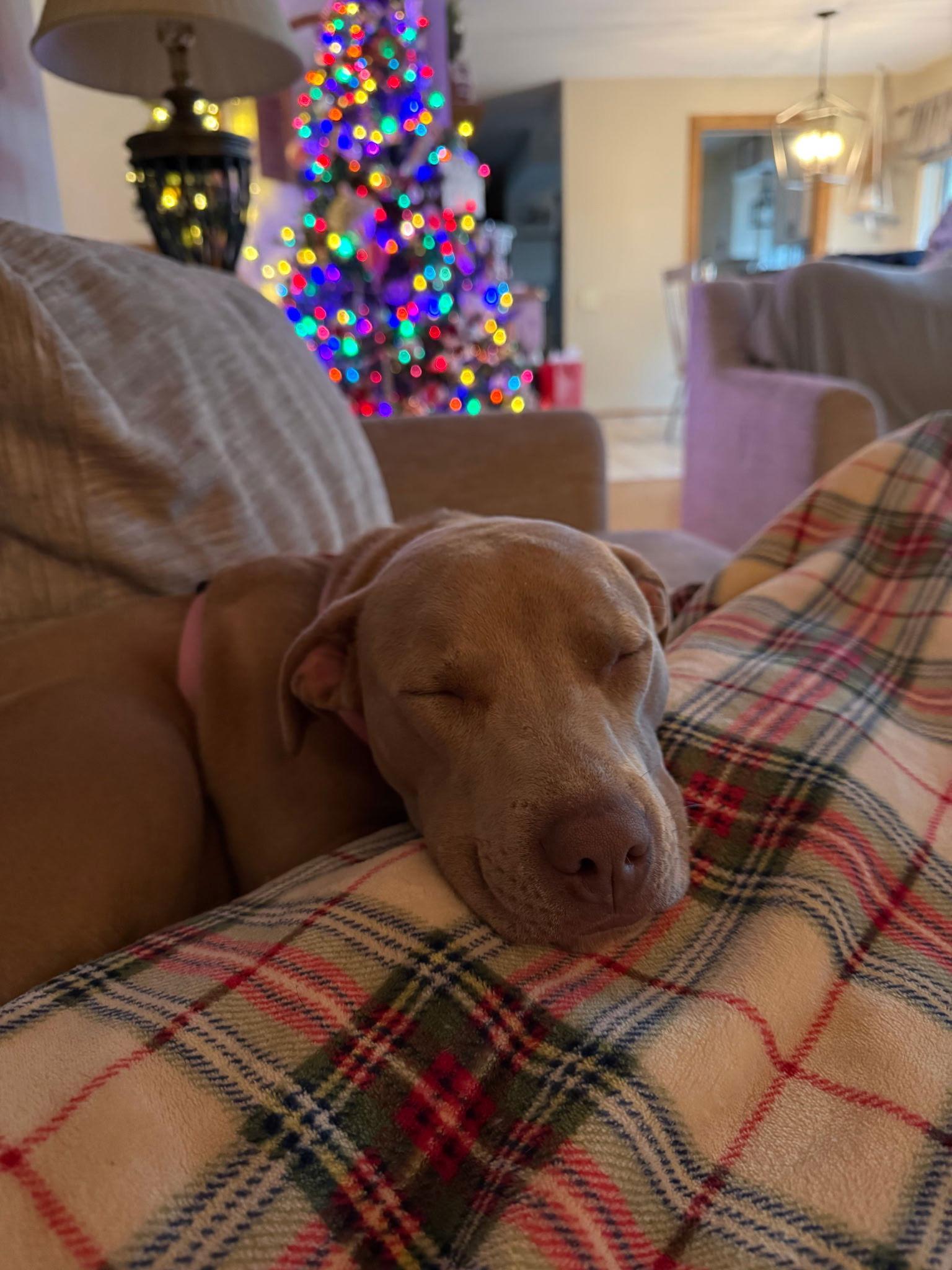 Enlarge Laverne, a Adoptable American Bulldog in Tarrytown, GA image 3/3
