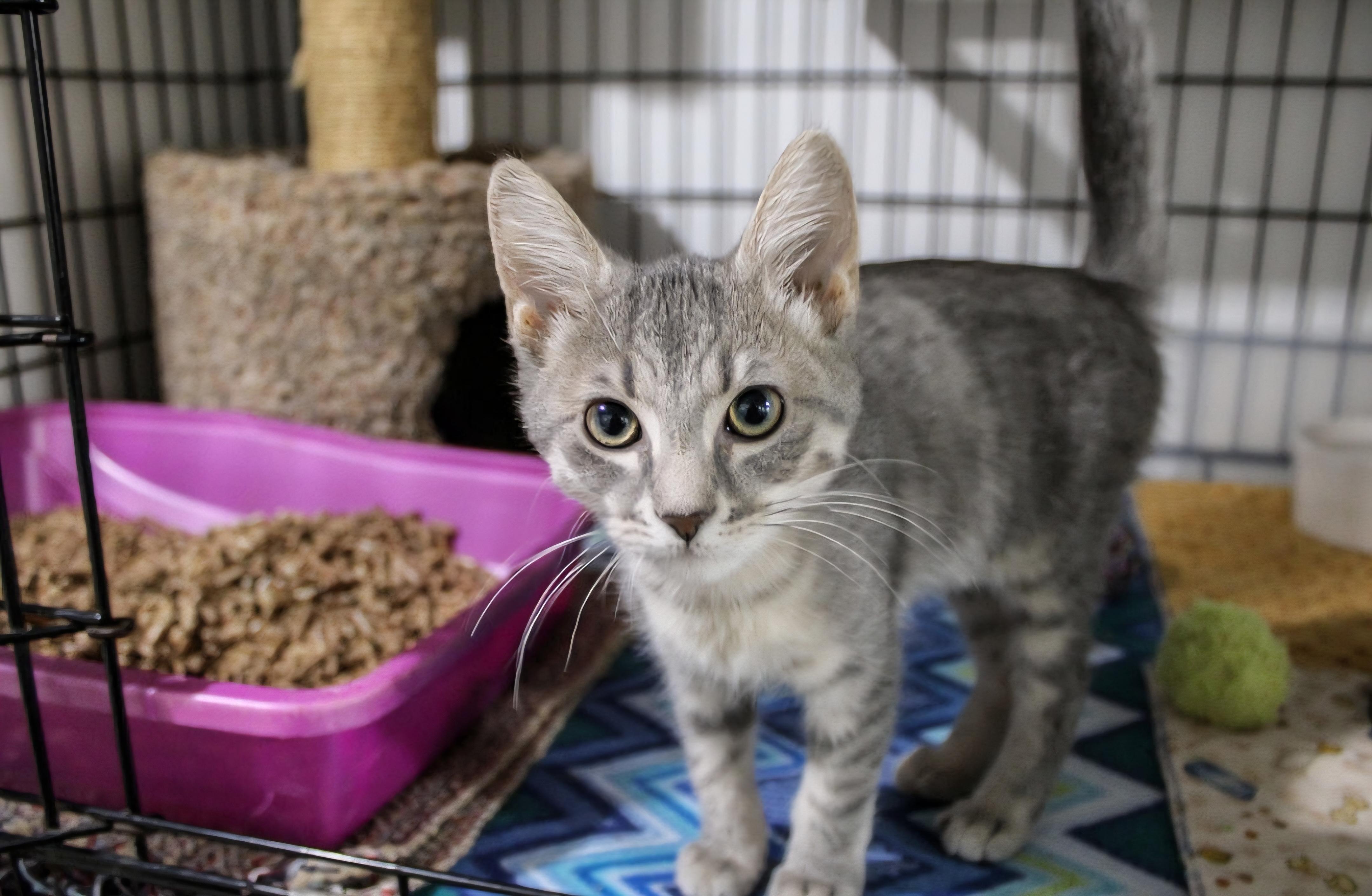 August, Adoptable, Kitten Male Domestic Short Hair.