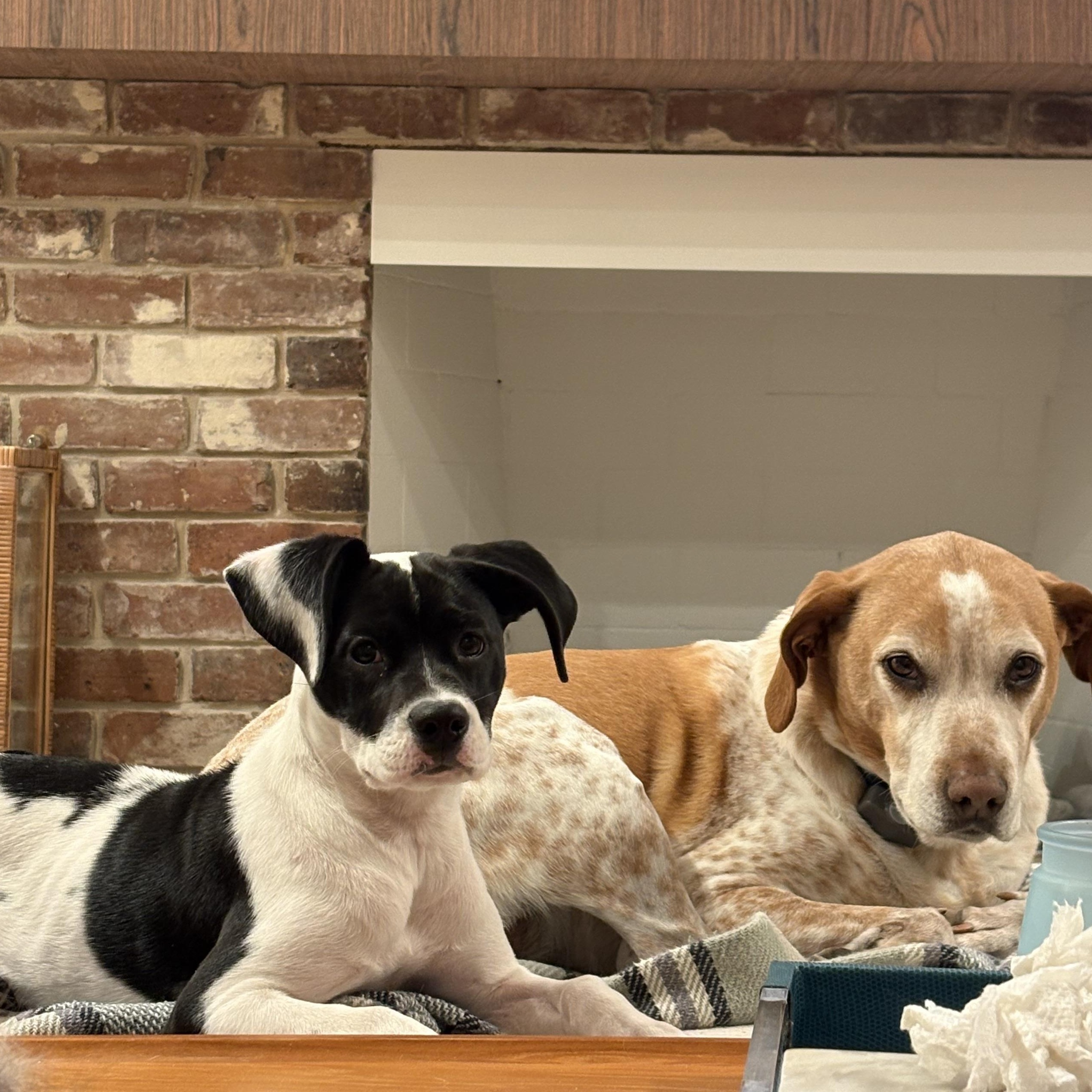 Enlarge Holly, a ADOPTABLE mixed breed in Tallahassee, FL image 6/6