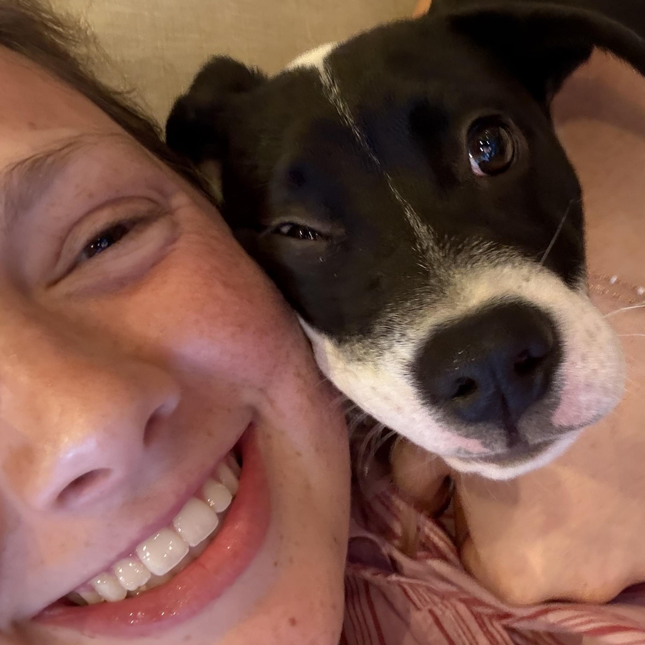 Enlarge Holly, a ADOPTABLE mixed breed in Tallahassee, FL image 2/6