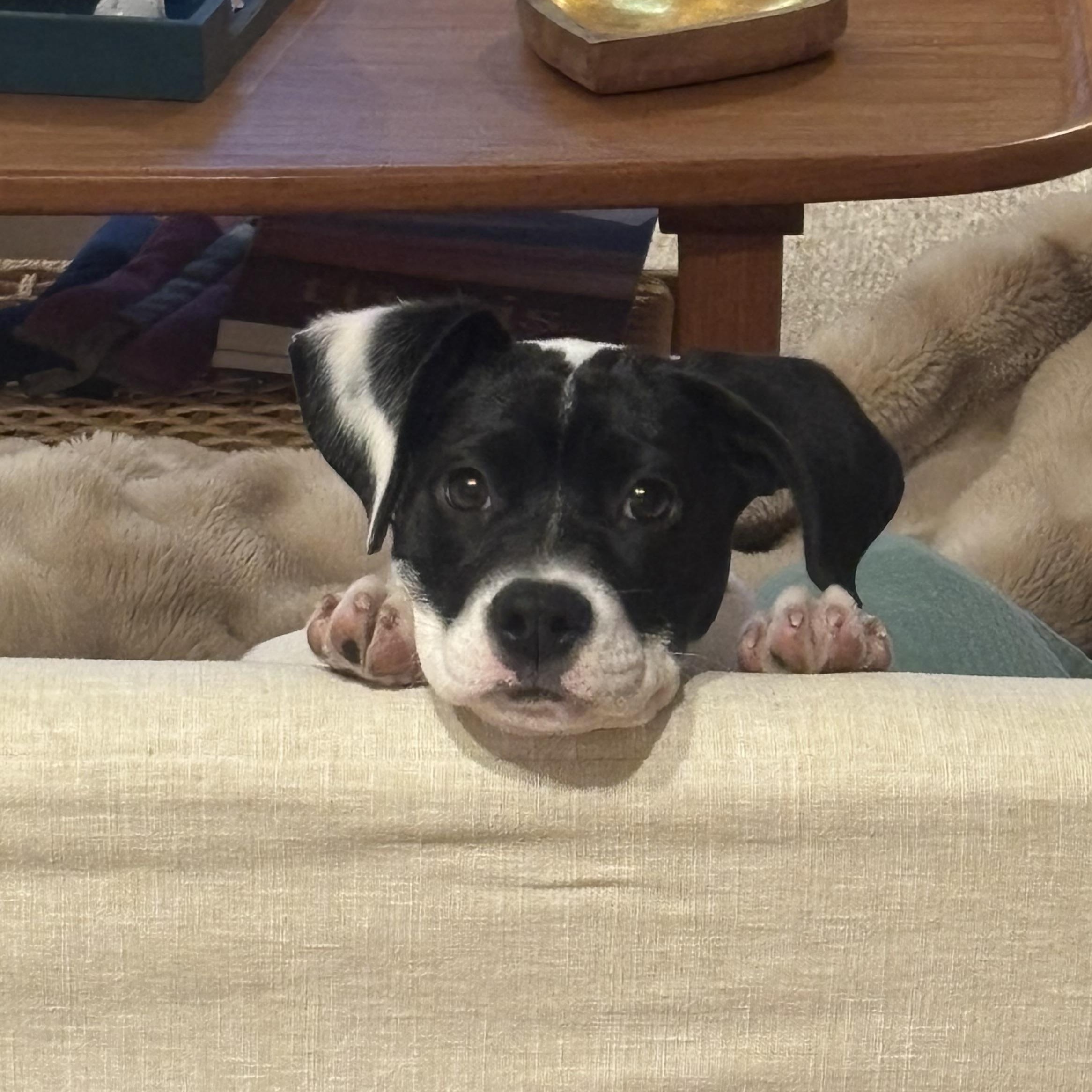 Enlarge Holly, a ADOPTABLE mixed breed in Tallahassee, FL image 5/6