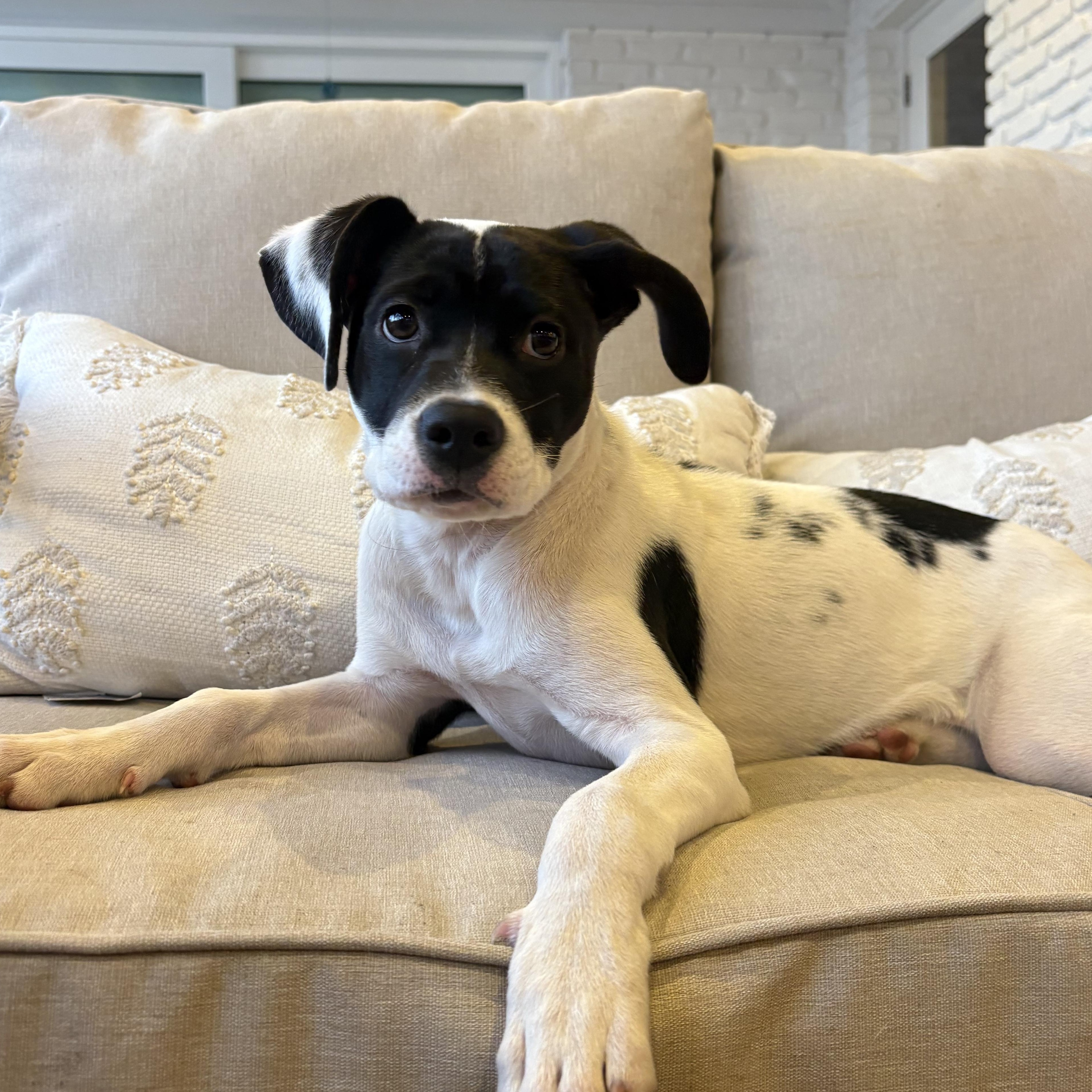 Enlarge Holly, a ADOPTABLE mixed breed in Tallahassee, FL image 1/6