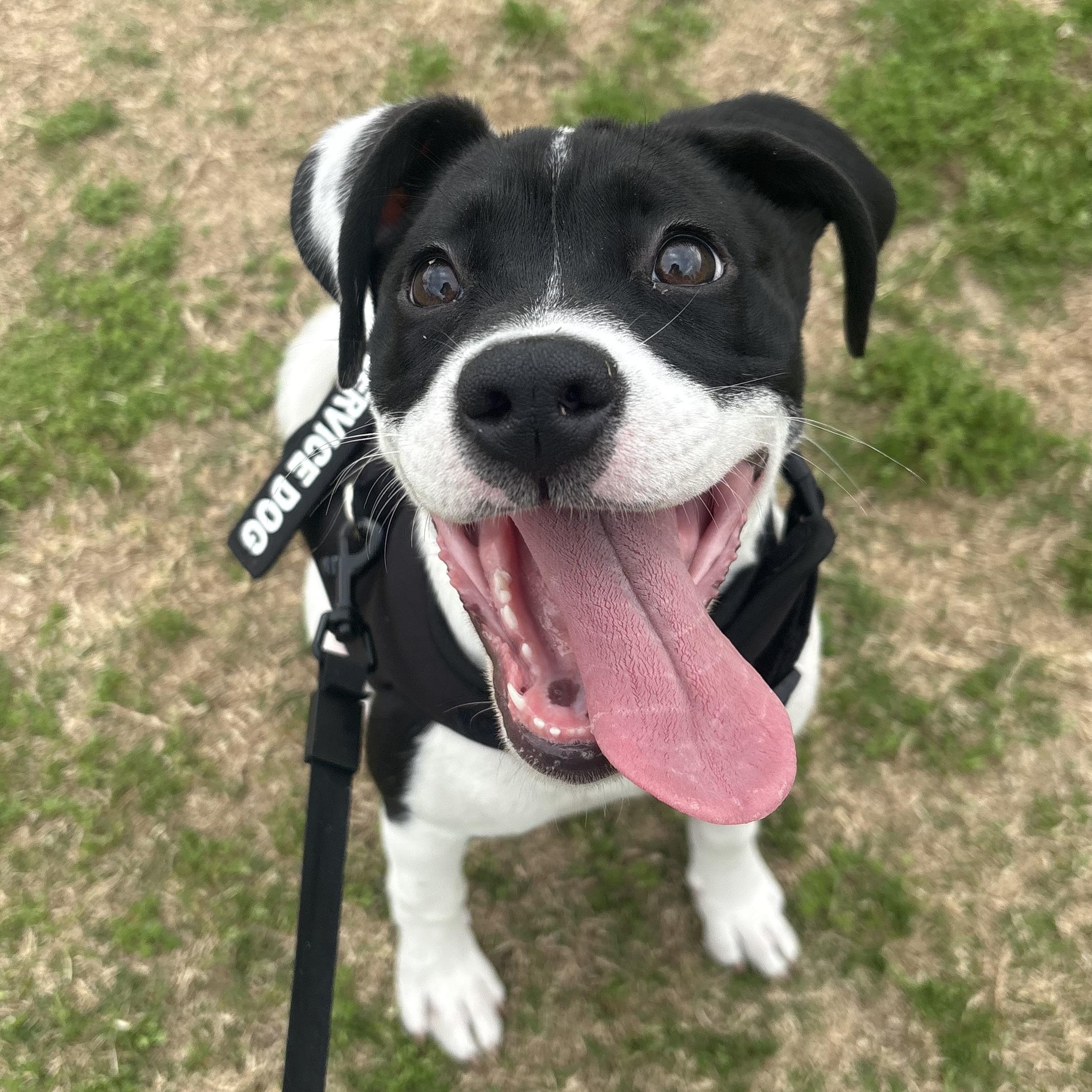 Enlarge Holly, a ADOPTABLE mixed breed in Tallahassee, FL image 4/6