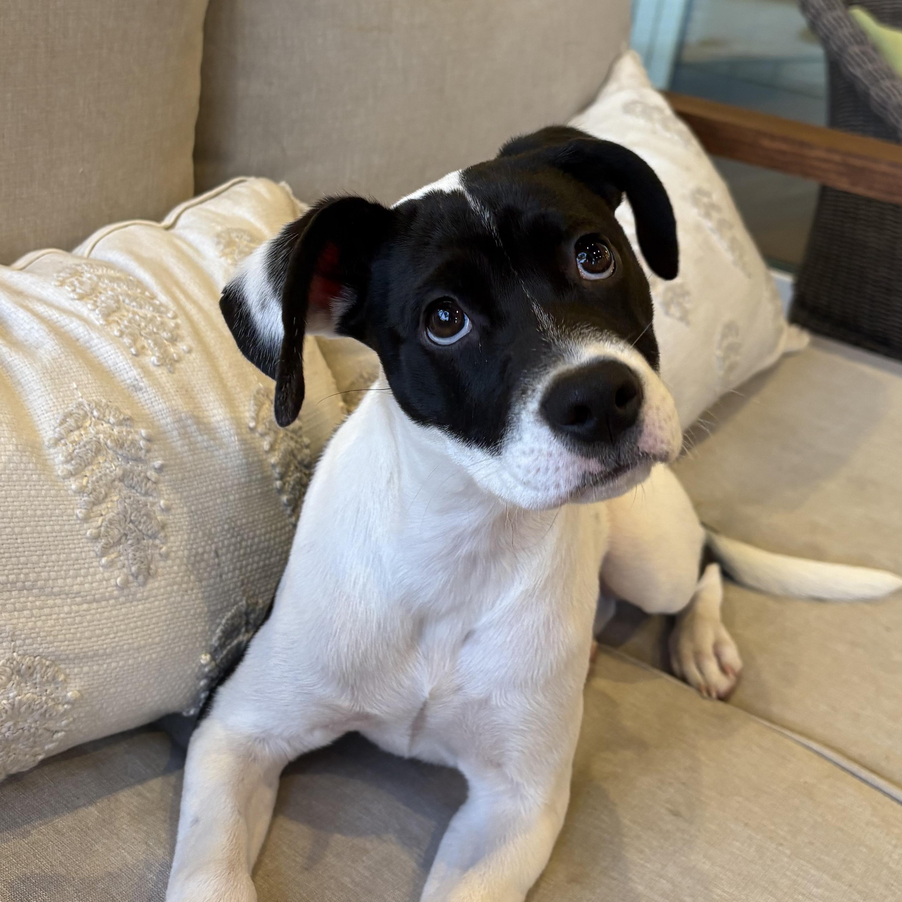 Enlarge Holly, a ADOPTABLE mixed breed in Tallahassee, FL image 3/6