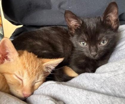 Enlarge Rex, a Adoptable mixed breed in Encinitas, CA image 3/3