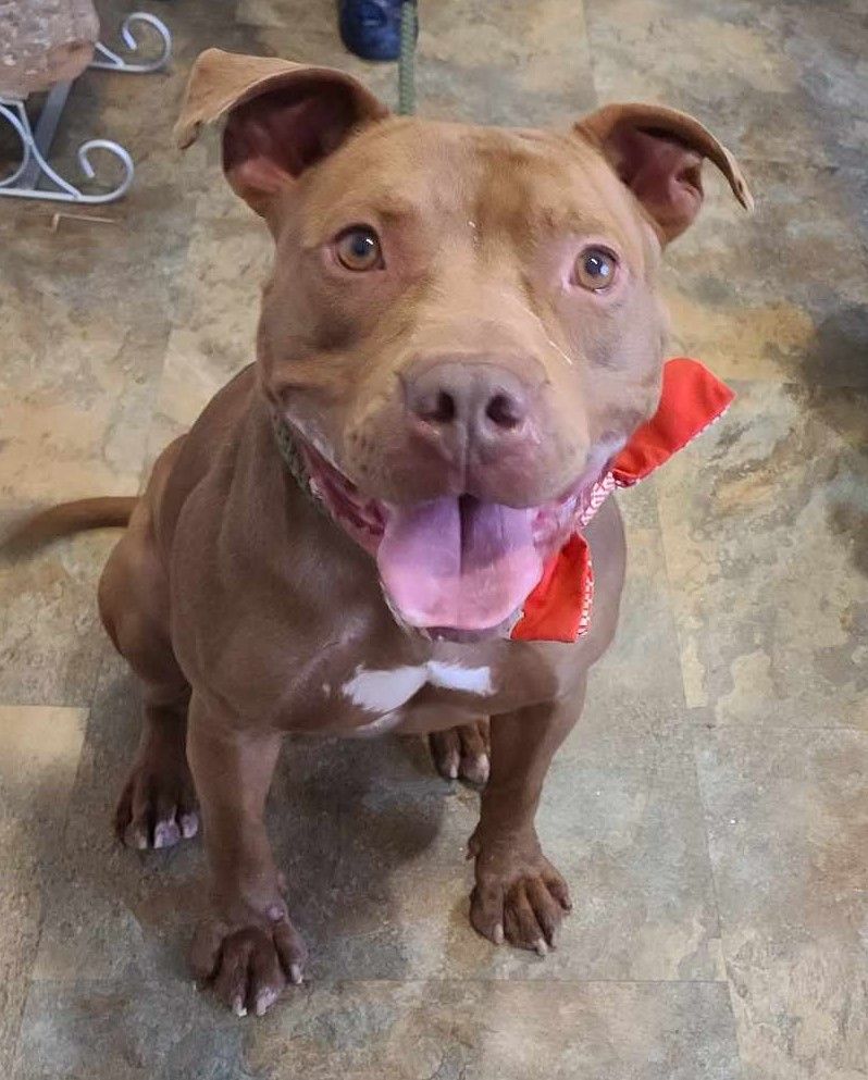 Enlarge Honeycomb, a Adoptable mixed breed in Bolivar, TN image 1/1