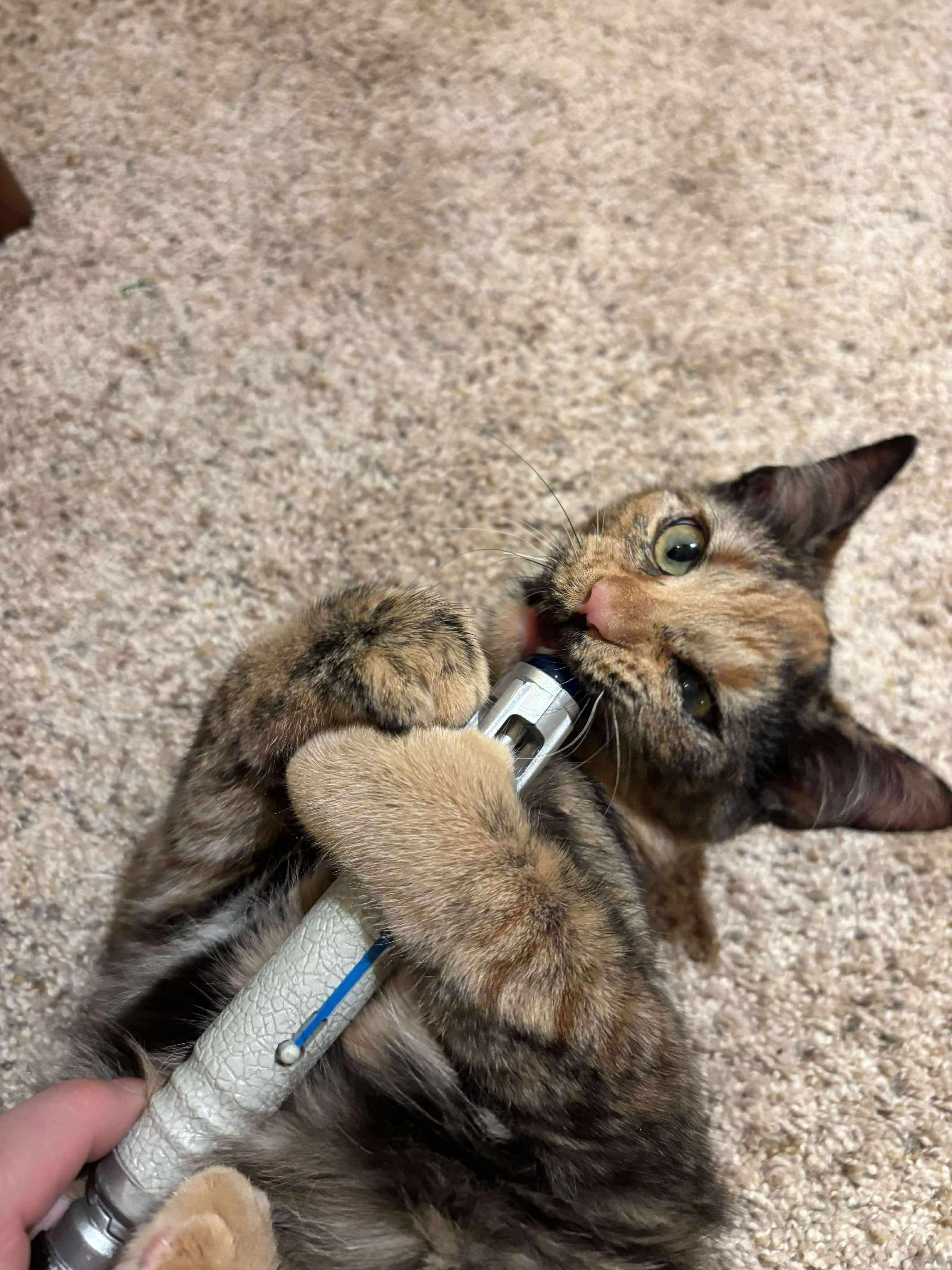 Enlarge Rose Tyler, a ADOPTABLE mixed breed in Mechanicsburg, PA image 2/6