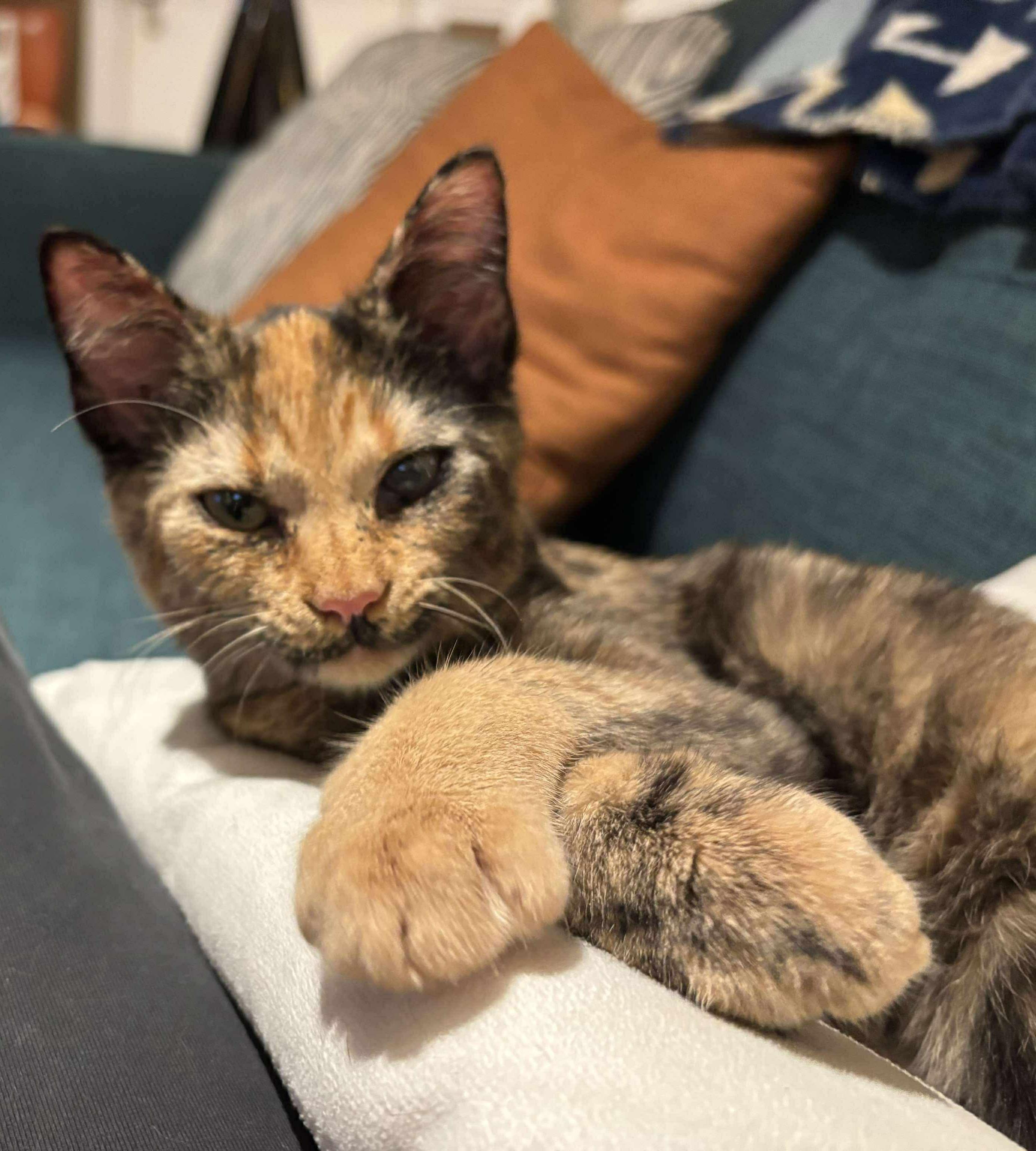 Enlarge Rose Tyler, a ADOPTABLE mixed breed in Mechanicsburg, PA image 1/6