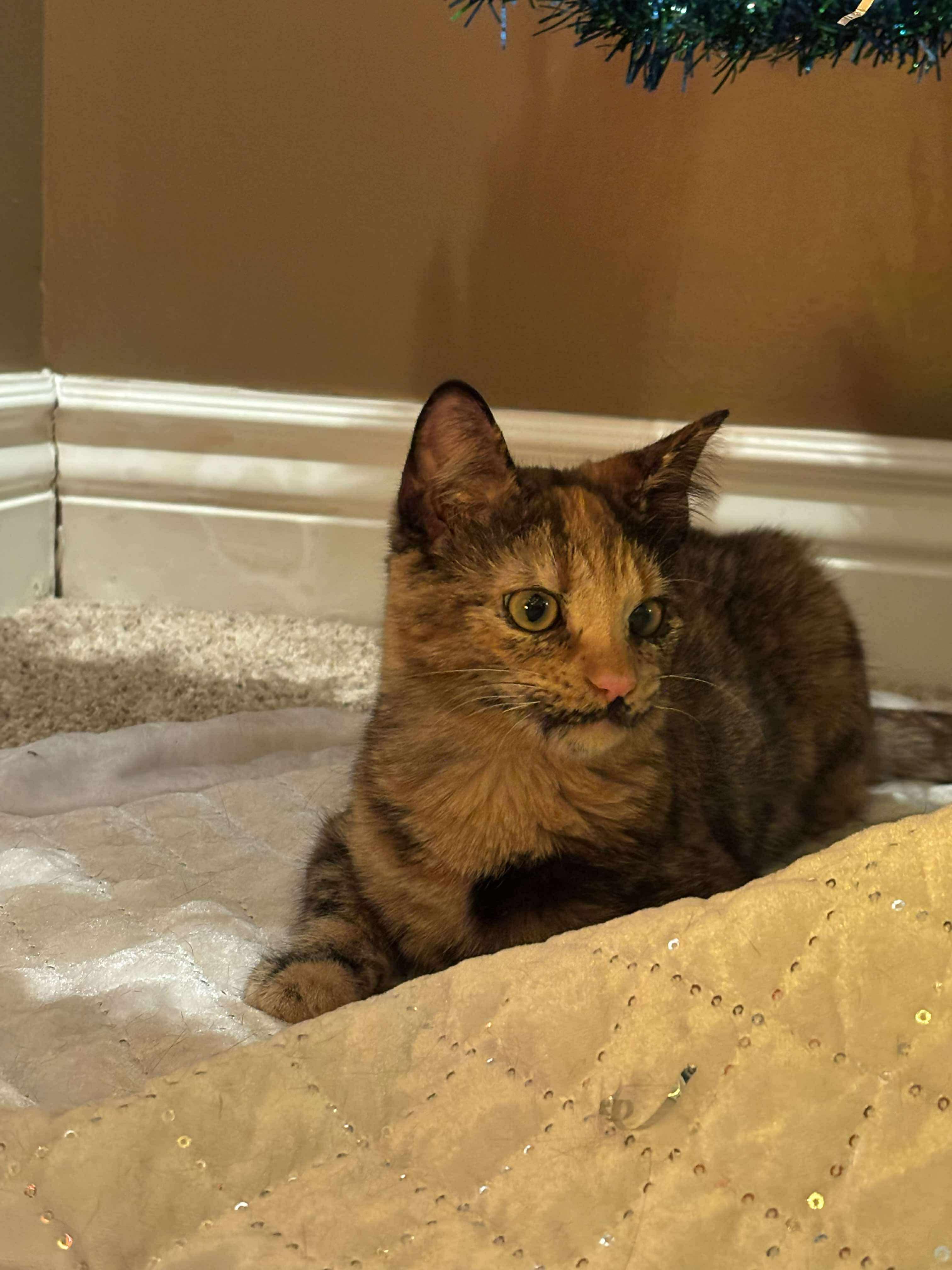 Enlarge Rose Tyler, a ADOPTABLE mixed breed in Mechanicsburg, PA image 3/6