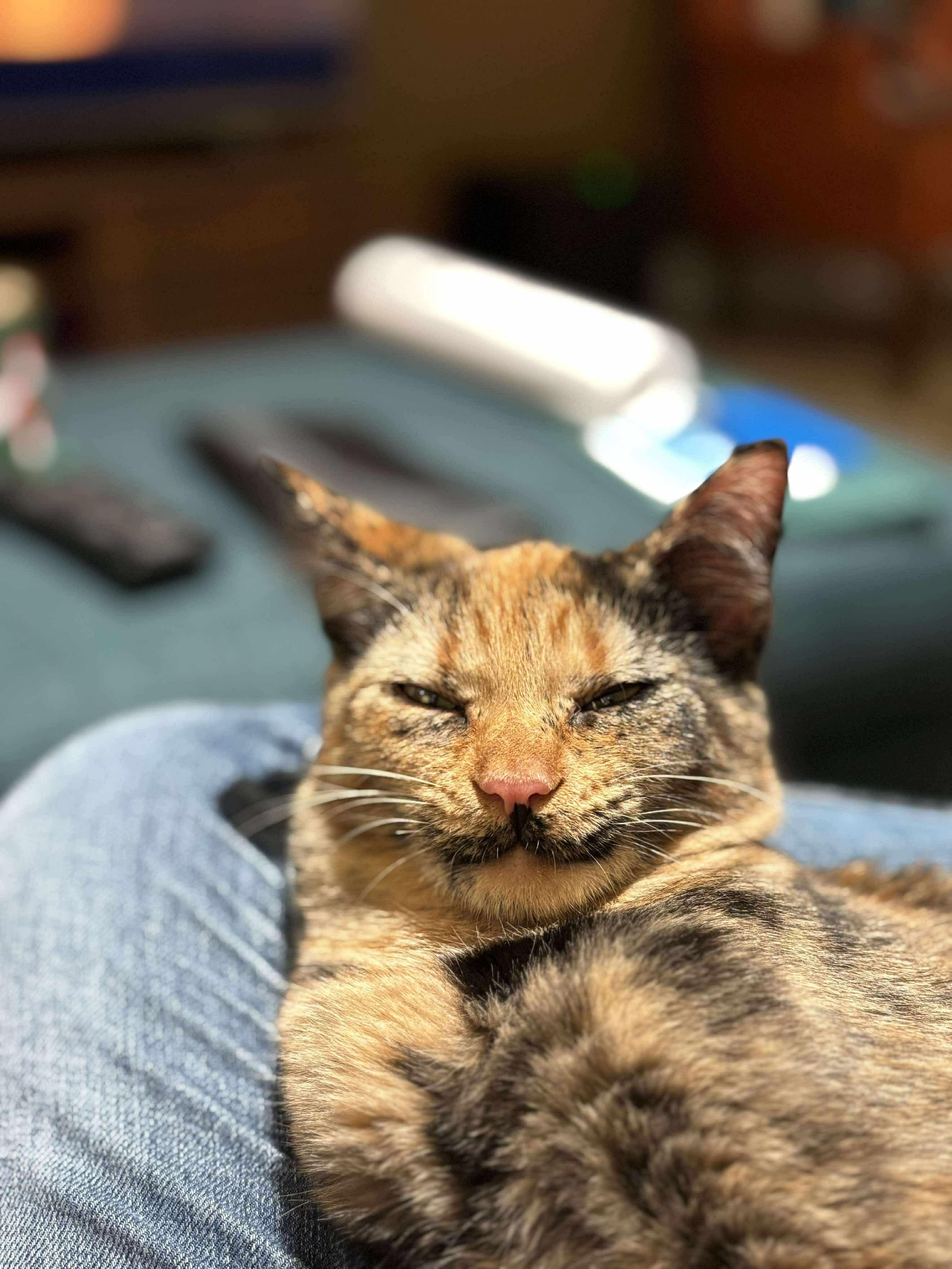 Enlarge Rose Tyler, a ADOPTABLE mixed breed in Mechanicsburg, PA image 4/6