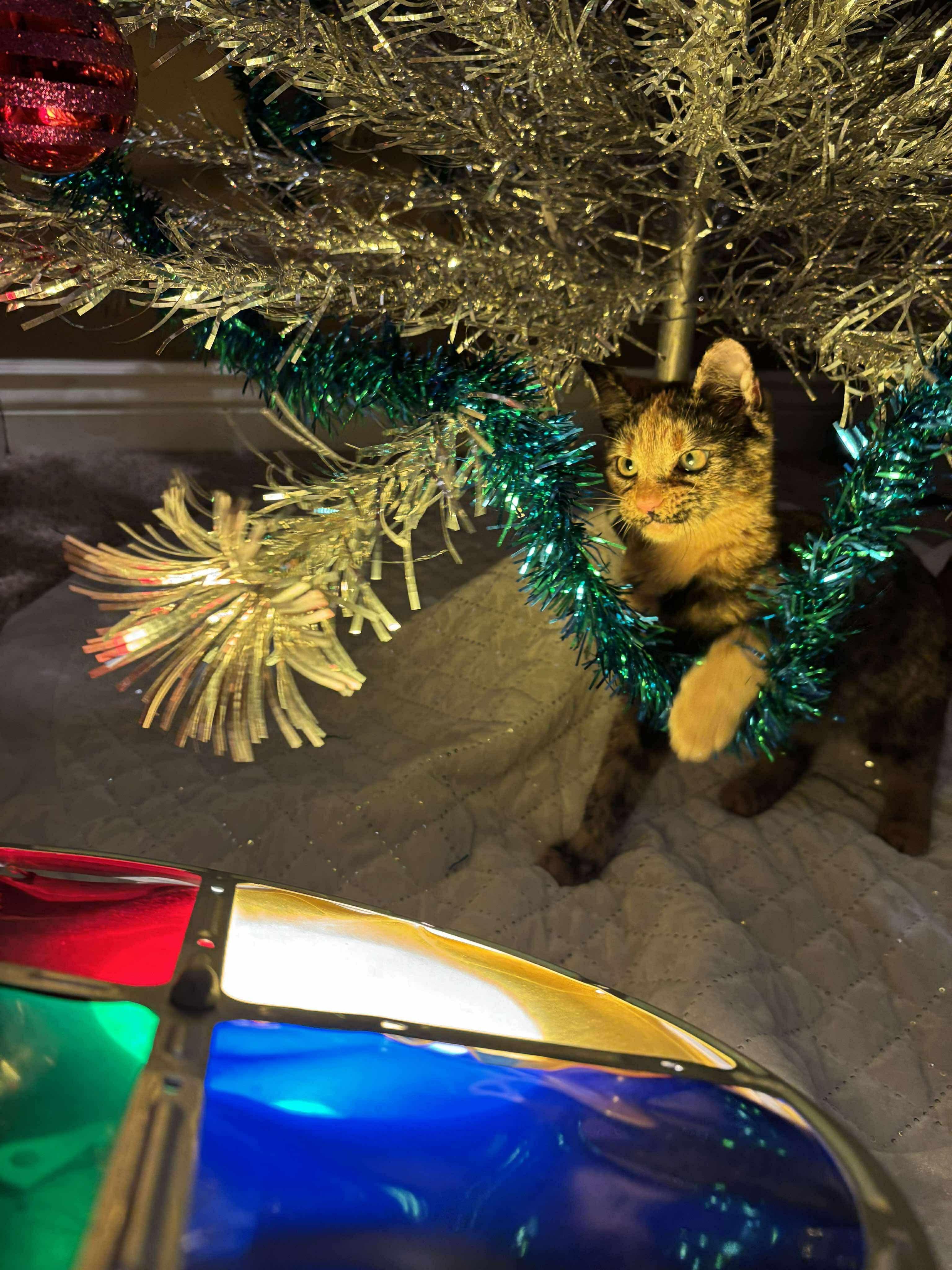 Enlarge Rose Tyler, a ADOPTABLE mixed breed in Mechanicsburg, PA image 5/6