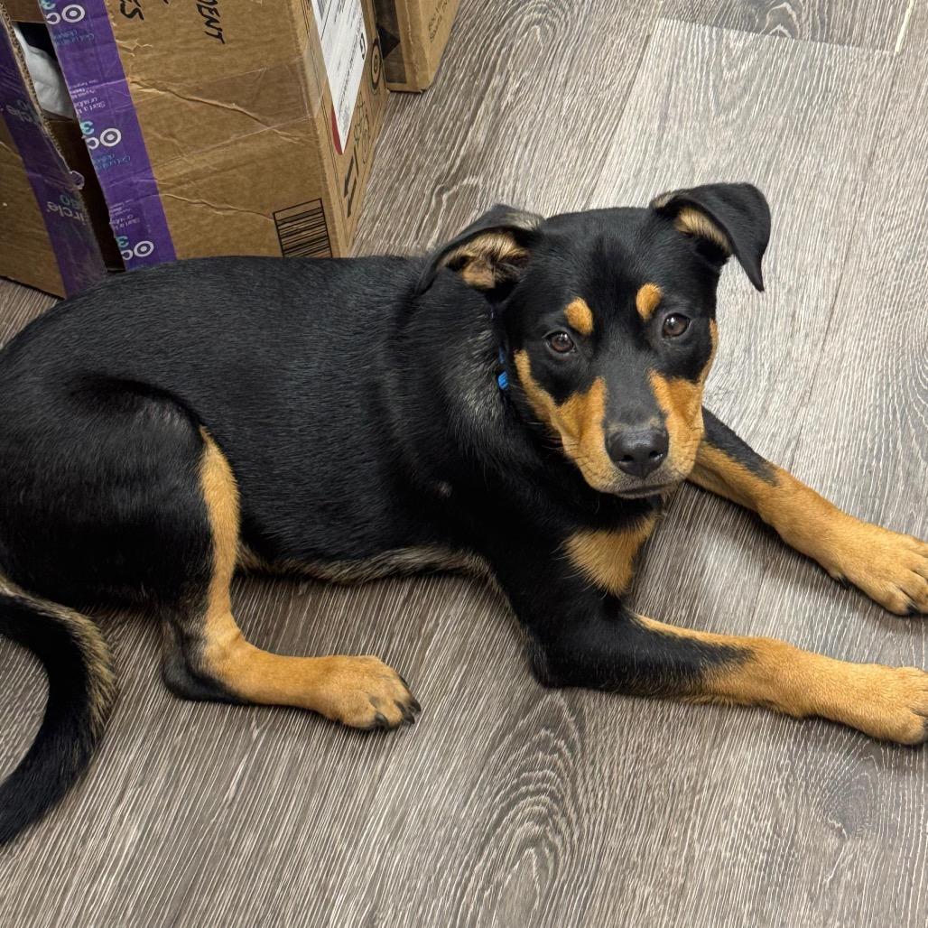 Honey Bun, adopted, Puppy Female Rottweiler.
