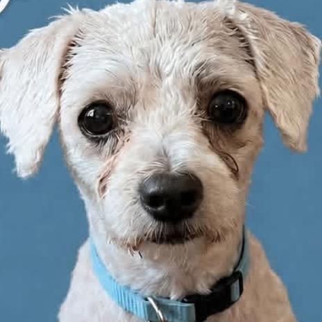 Jinx, adoptable, Adult Male Miniature Poodle.