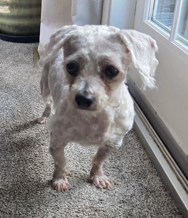 Enlarge Jinx, an adoptable mixed breed in Grosse Pointe Park, MI image 2/4