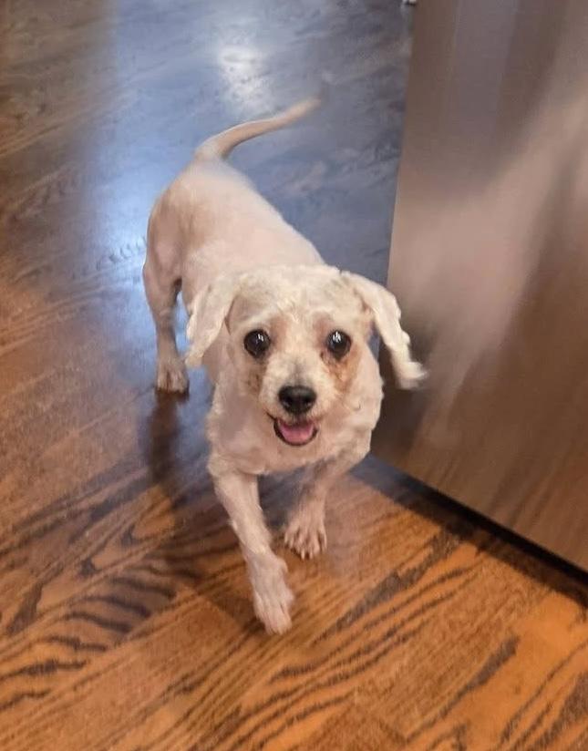 Enlarge Jinx, an adoptable mixed breed in Grosse Pointe Park, MI image 3/4