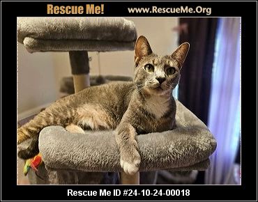 Enlarge Tara, a Adopted Domestic Short Hair in White Plains, MD image 1/1