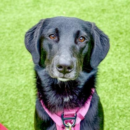 Enlarge Zazu, a Adoptable mixed breed in San Francisco, CA image 1/3