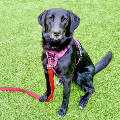 Enlarge Zazu, a Adoptable mixed breed in San Francisco, CA image 3/3