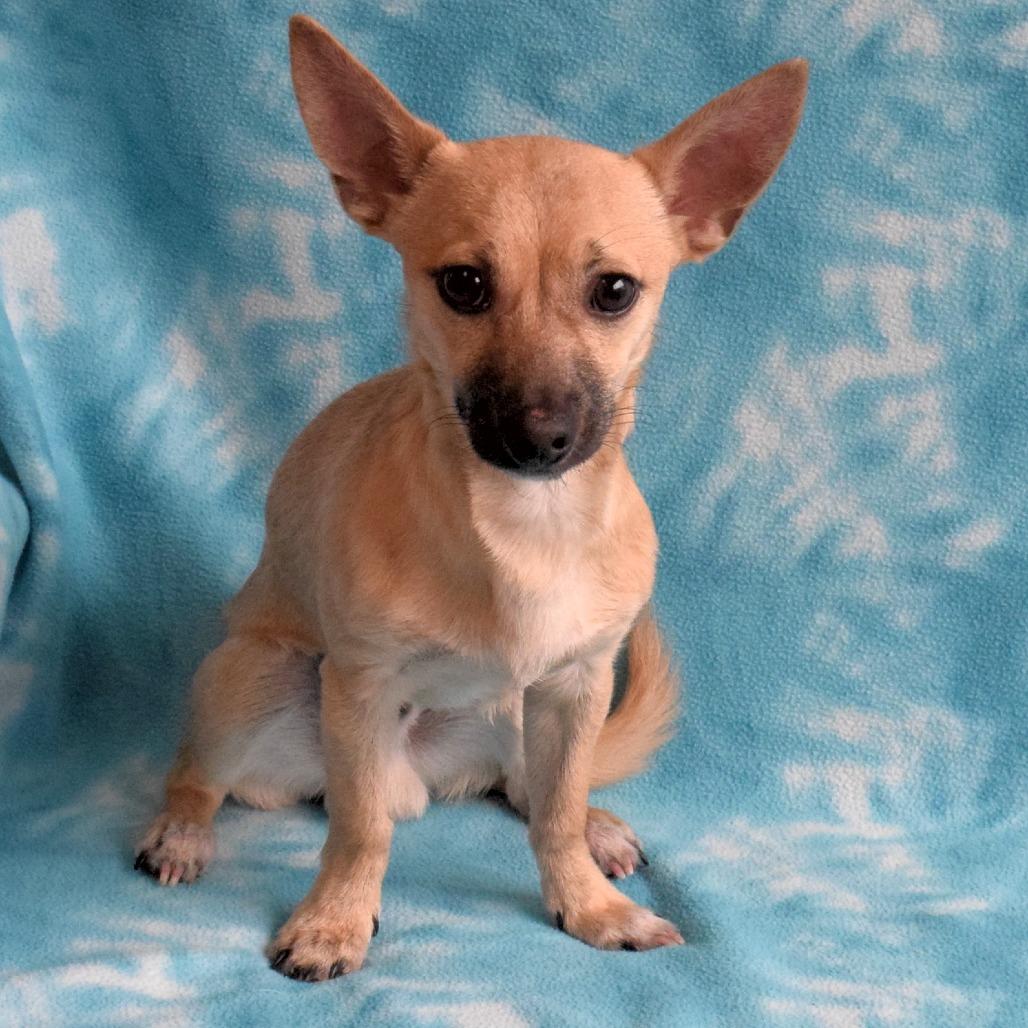 Bashful, Adoptable, Young Male Chihuahua.
