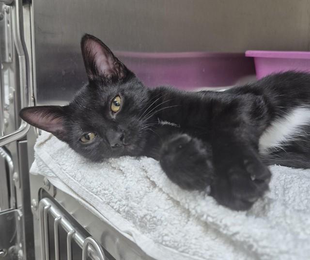 Enlarge SOOT, a Adoptable Domestic Short Hair in Vaughan, ON image 1/1