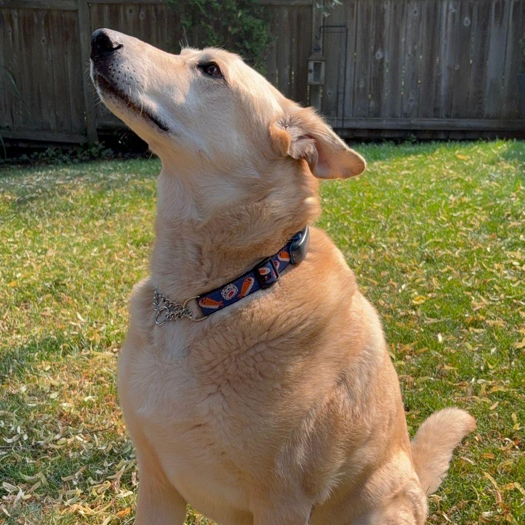 Enlarge Buddy, a Adoptable Labrador Retriever in Oakville, ON image 5/5
