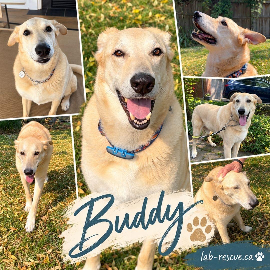 Buddy, Adoptable, Senior Male Labrador Retriever.