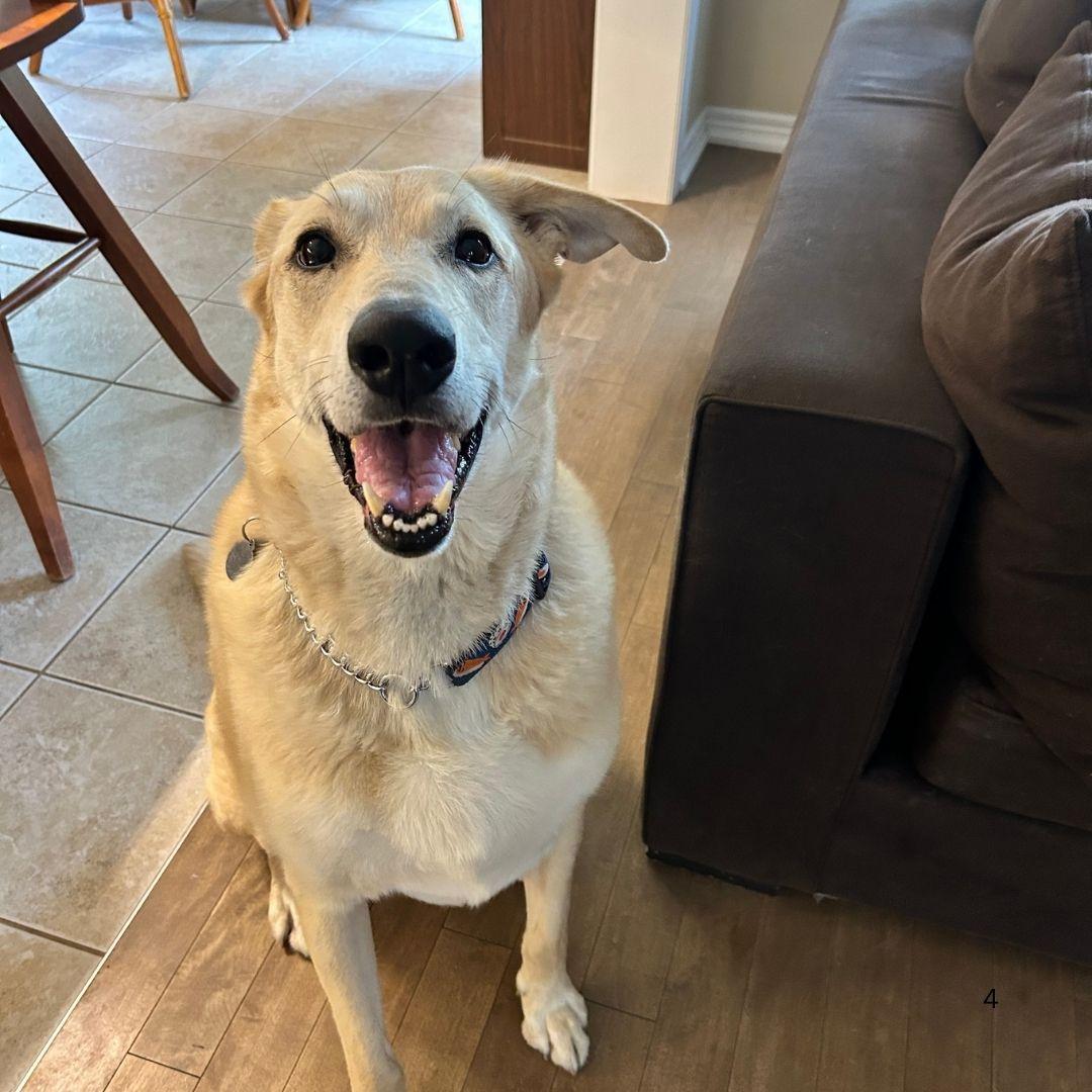 Enlarge Buddy, a Adoptable Labrador Retriever in Oakville, ON image 4/5