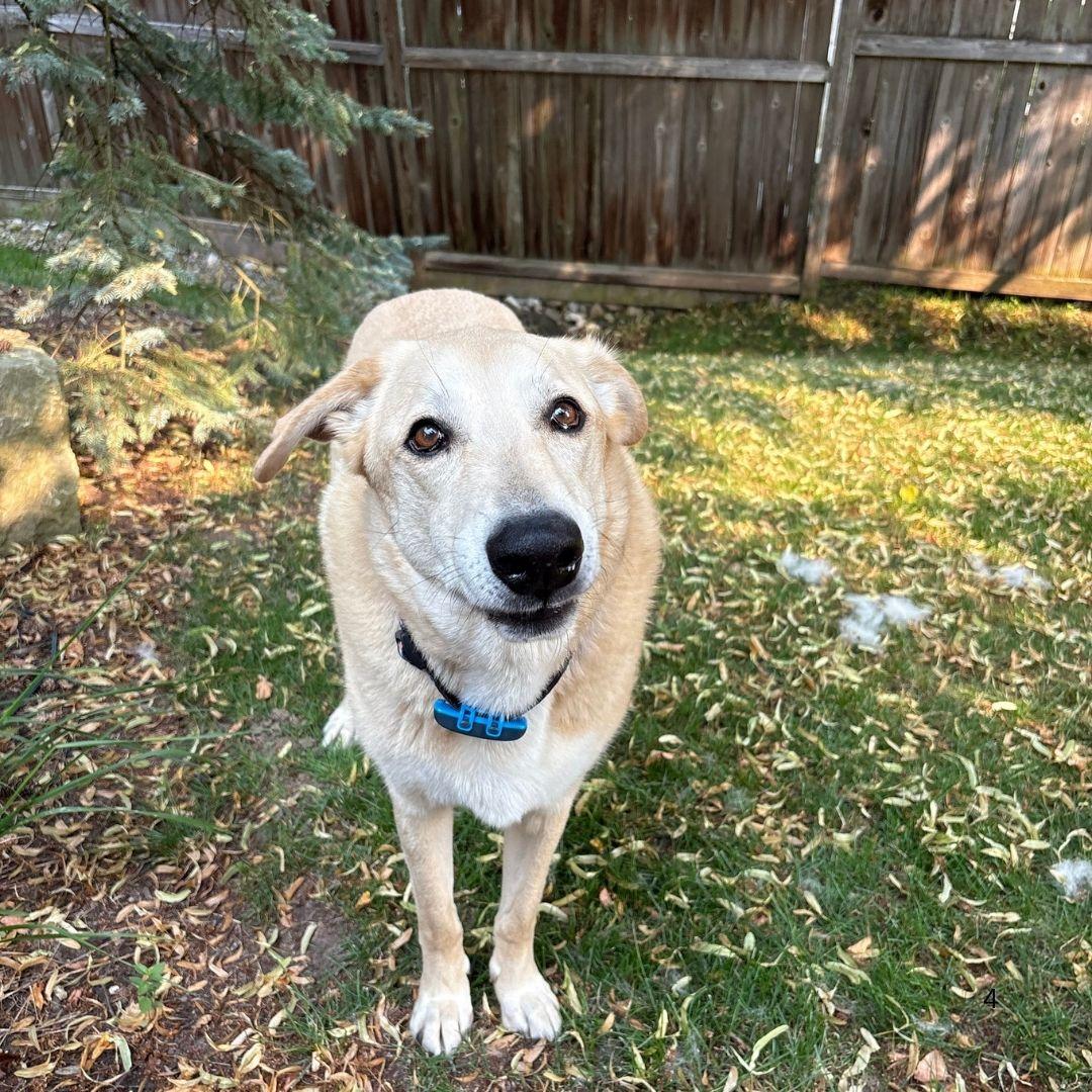 Enlarge Buddy, a Adoptable Labrador Retriever in Oakville, ON image 2/5