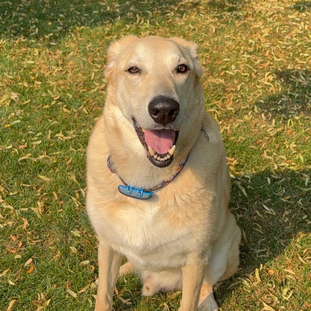 Enlarge Buddy, a Adoptable Labrador Retriever in Oakville, ON image 3/5