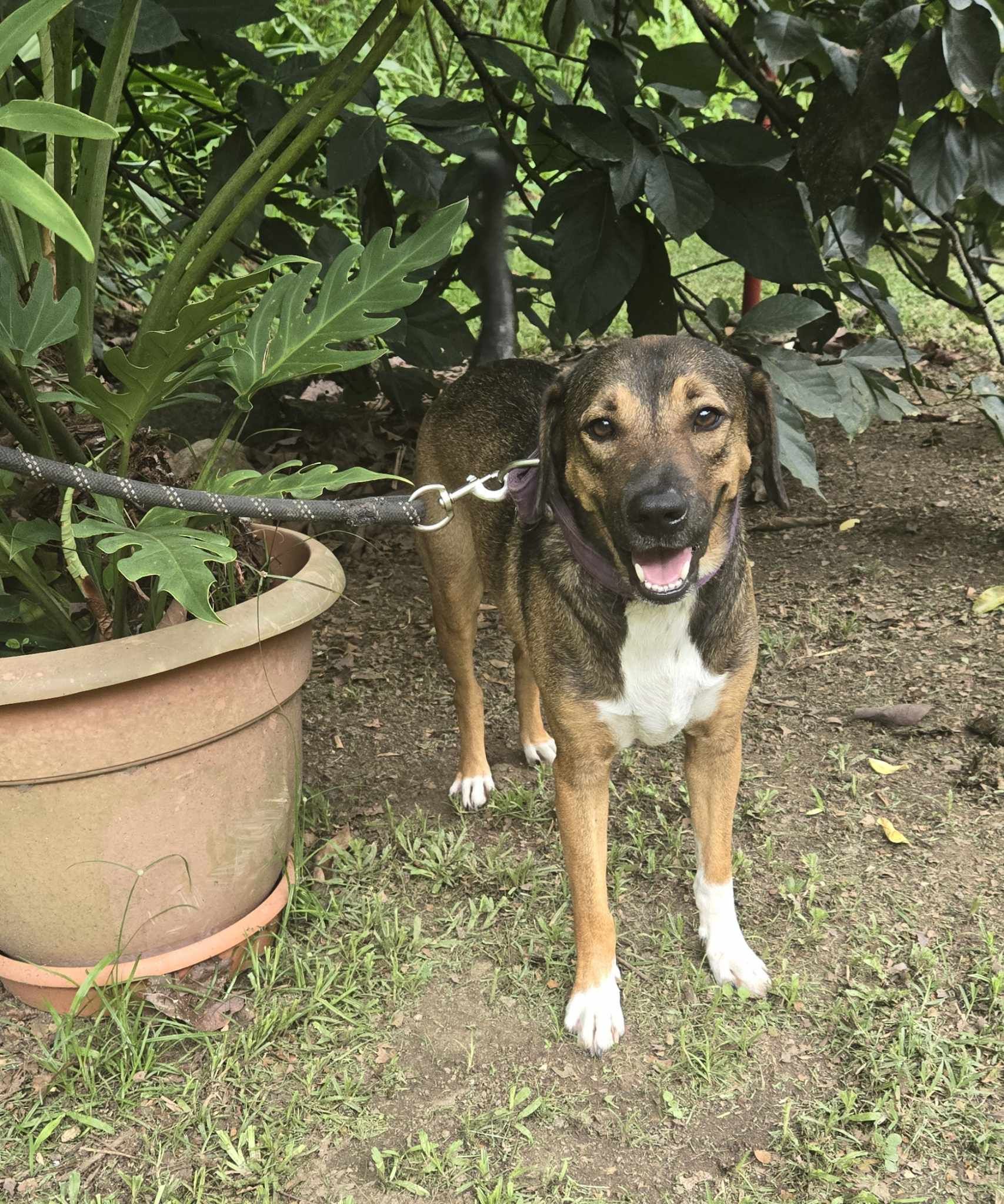 Albert, Adoptable, Young Male Labrador Retriever.