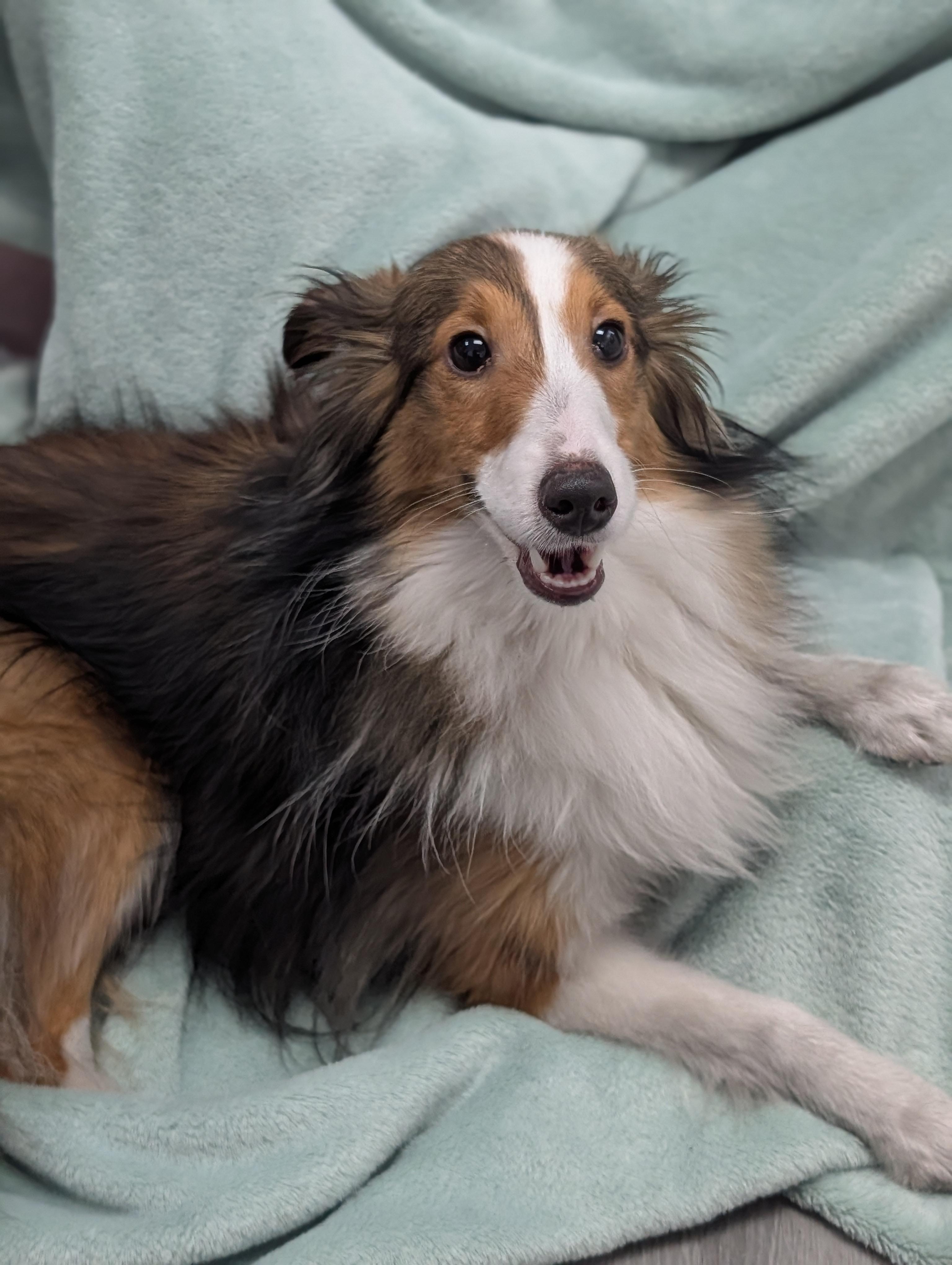 Enlarge Xena *bonded to Shibu*, a Adoptable mixed breed in Plainfield, NJ image 3/3