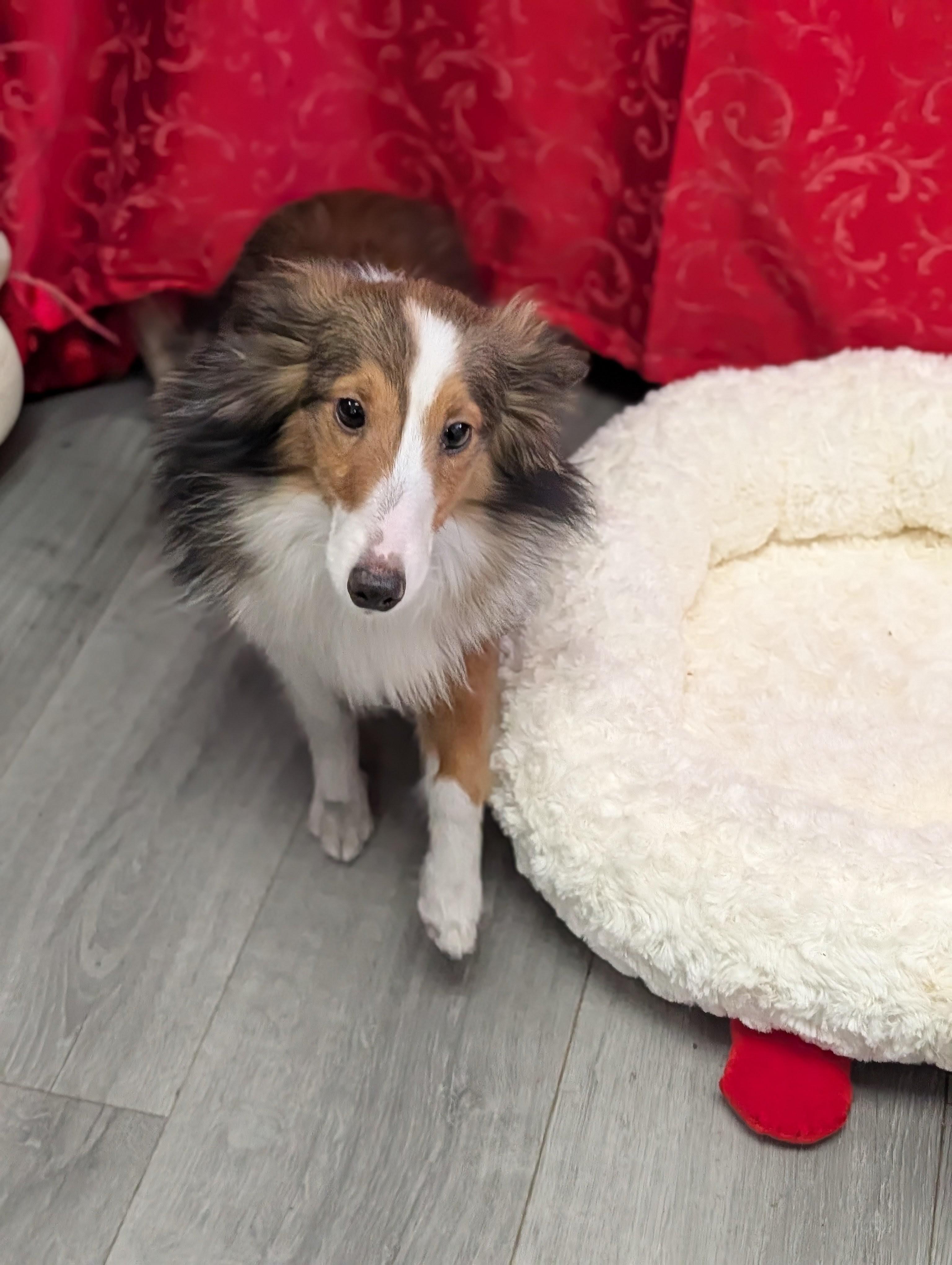 Enlarge Xena *bonded to Shibu*, a Adoptable mixed breed in Plainfield, NJ image 2/3