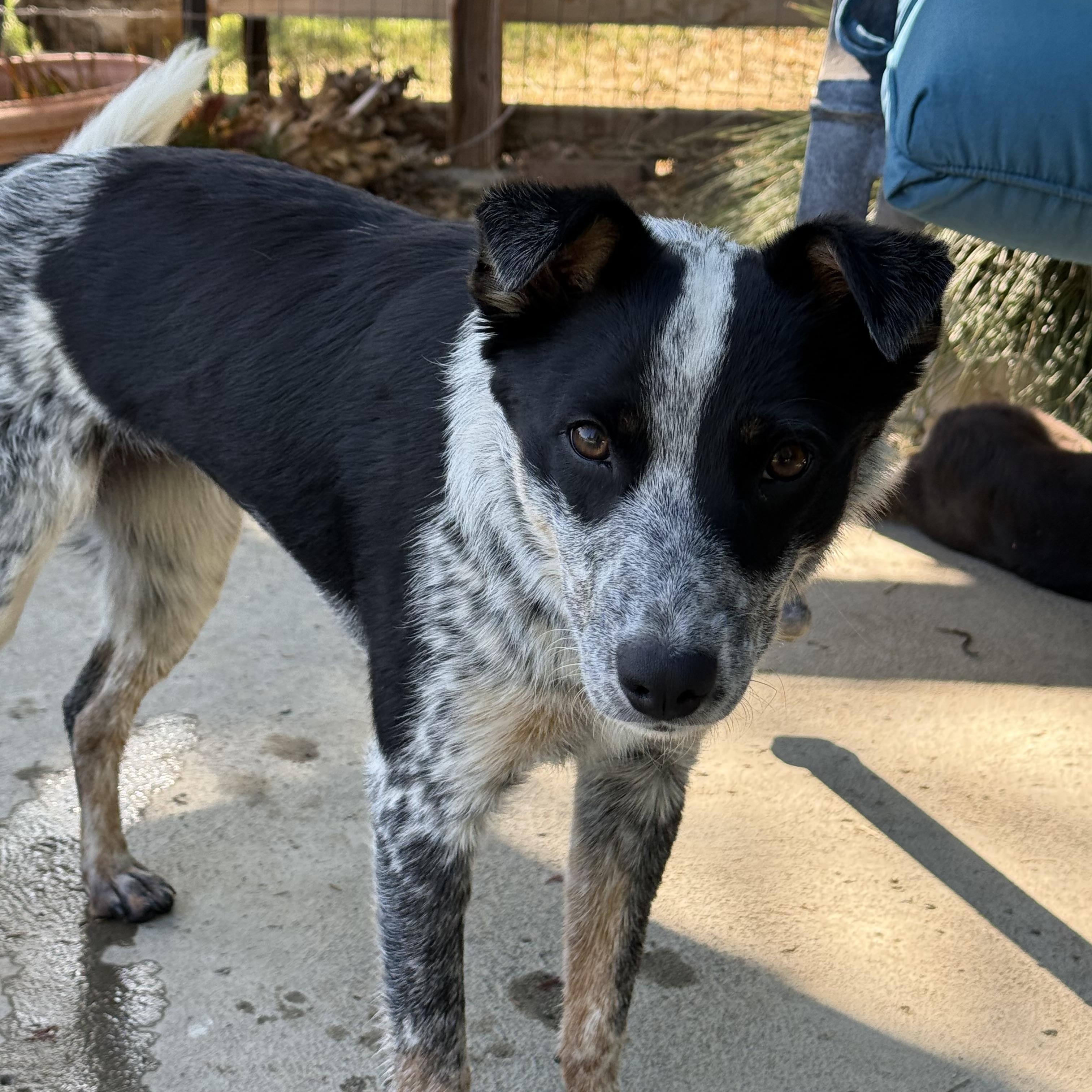 Enlarge Lucy, a Adopted mixed breed in Davis, CA image 6/6