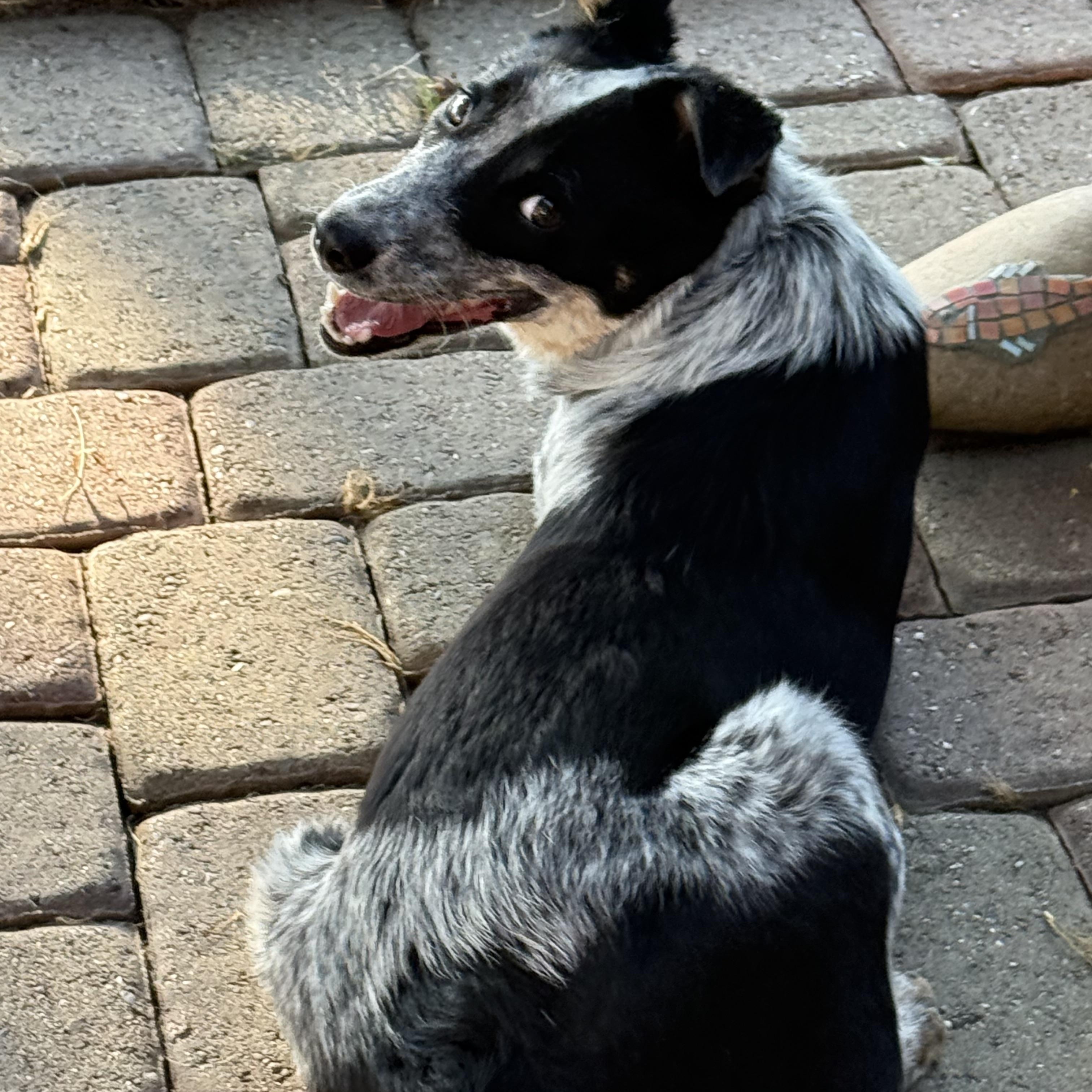 Enlarge Lucy, a Adopted mixed breed in Davis, CA image 2/6