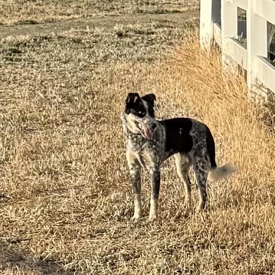 Enlarge Lucy, a Adopted mixed breed in Davis, CA image 3/6