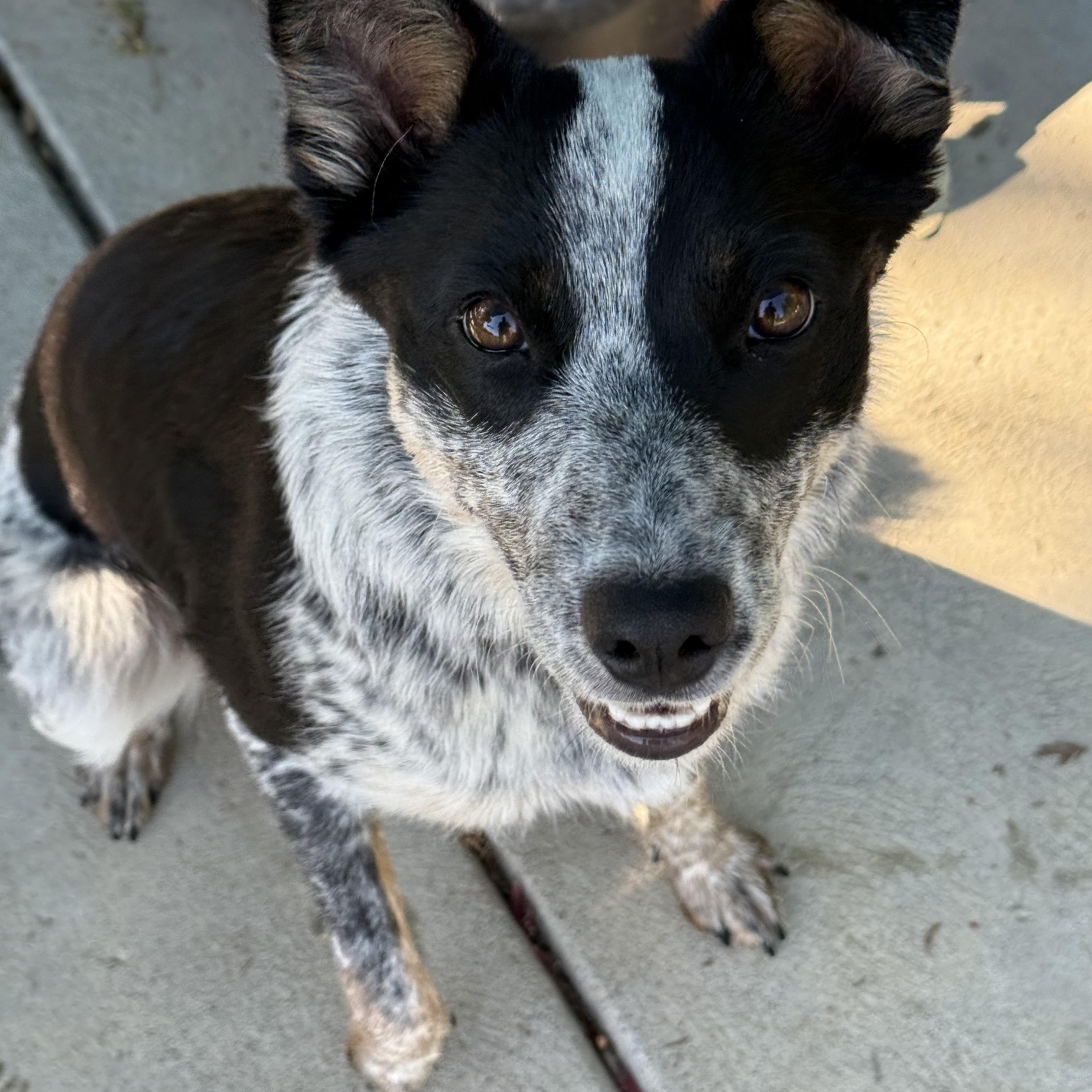 Enlarge Lucy, a Adopted mixed breed in Davis, CA image 4/6