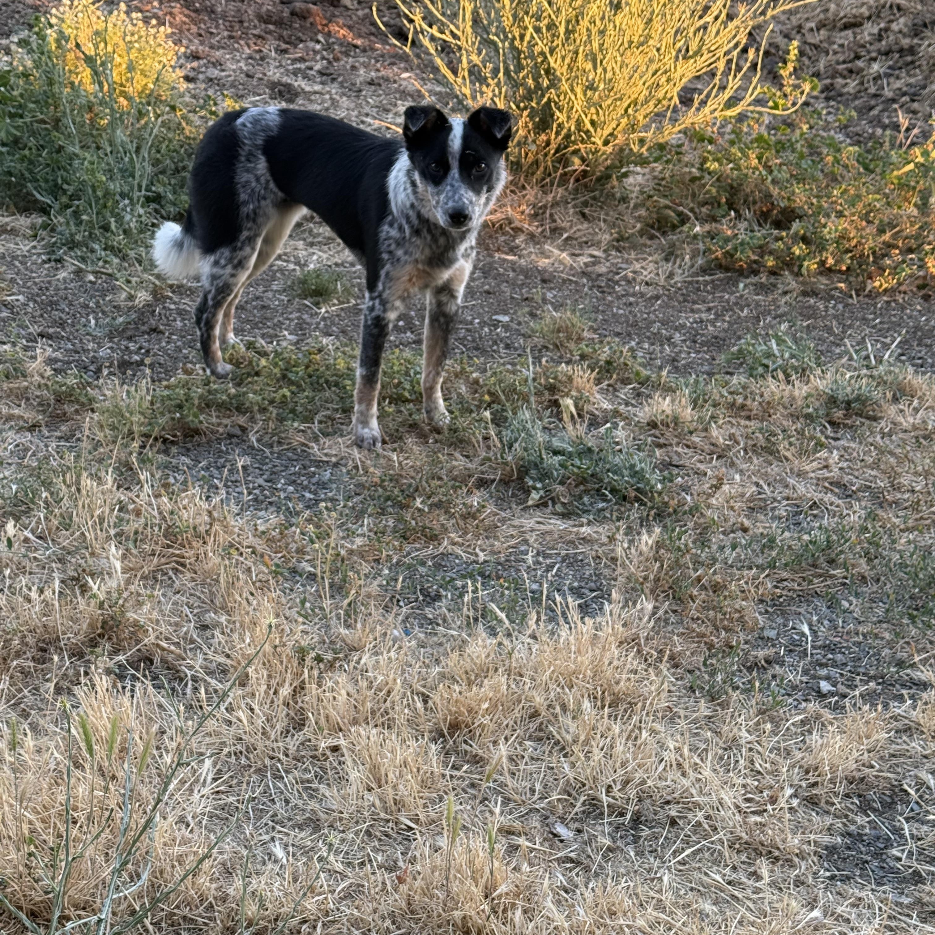 Enlarge Lucy, a Adopted mixed breed in Davis, CA image 5/6