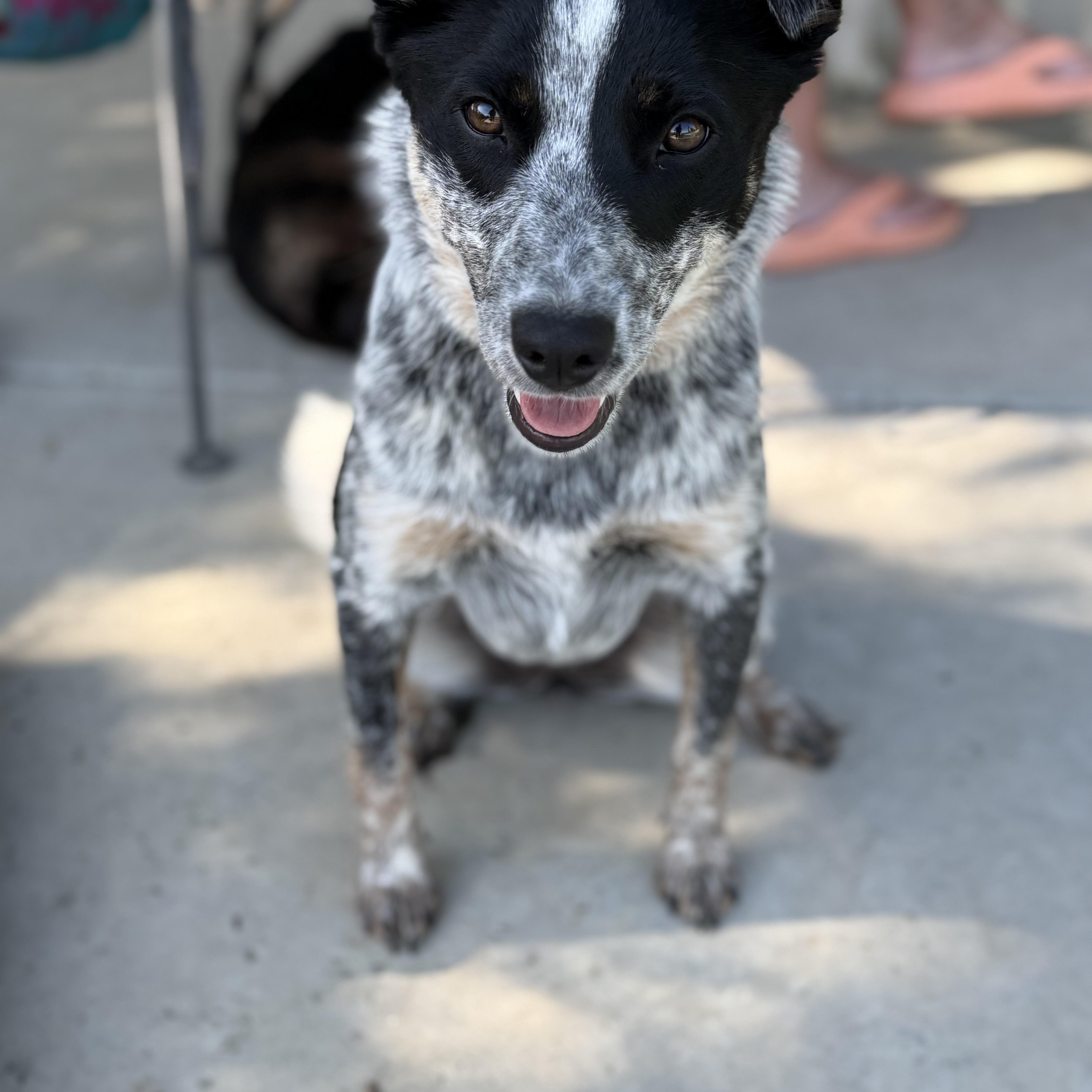 Enlarge Lucy, a Adopted mixed breed in Davis, CA image 1/6