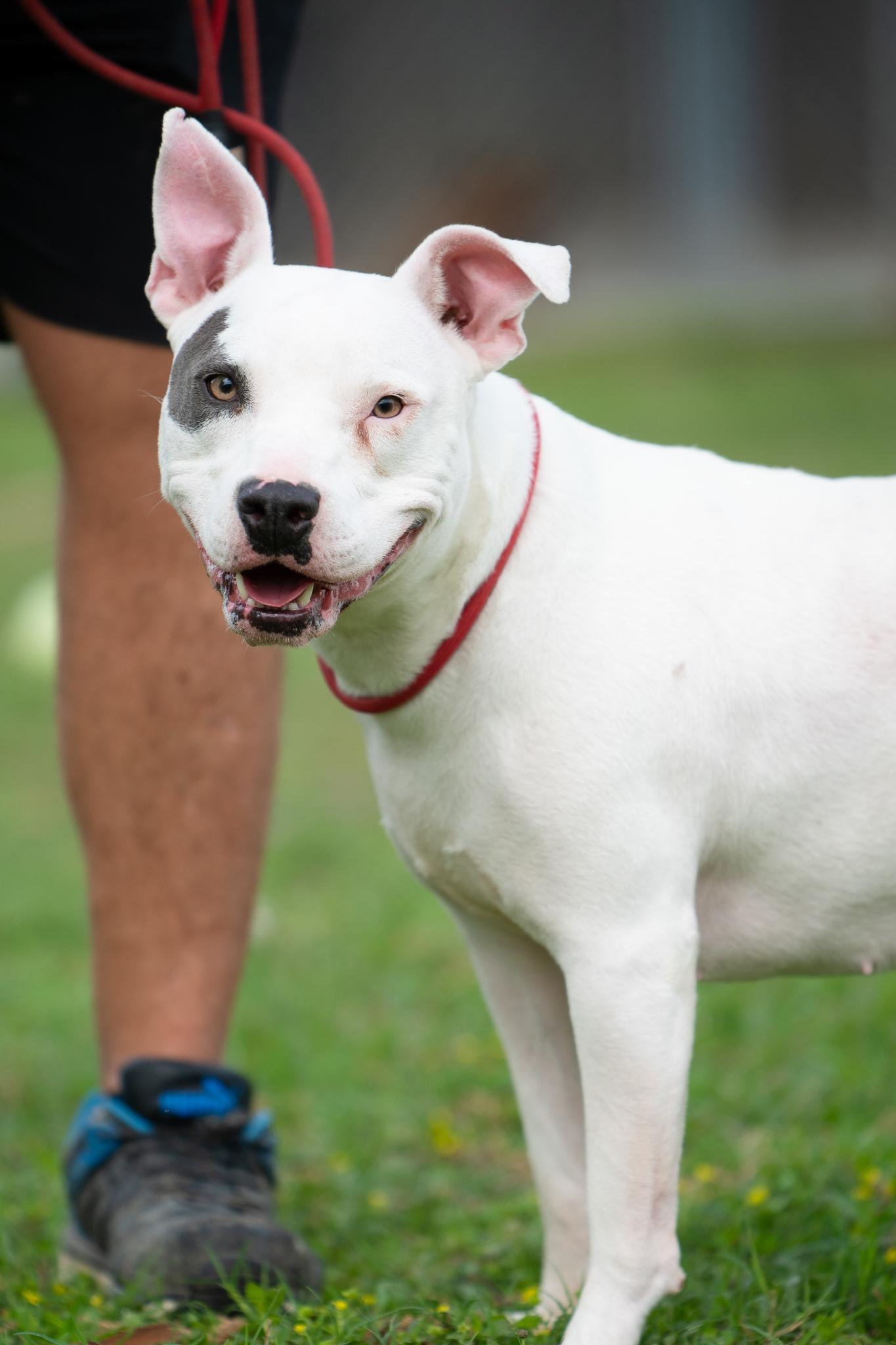 Enlarge Mimi, a Adoptable American Bulldog in Seattle, WA image 2/6