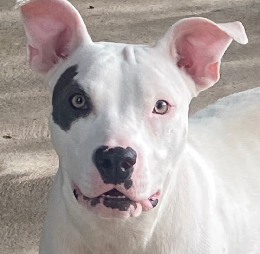 Mimi, Adoptable, Young Female American Bulldog.
