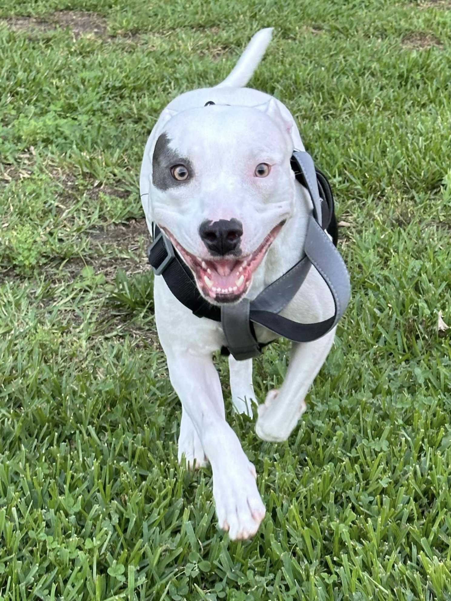 Enlarge Mimi, a Adoptable American Bulldog in Seattle, WA image 4/6