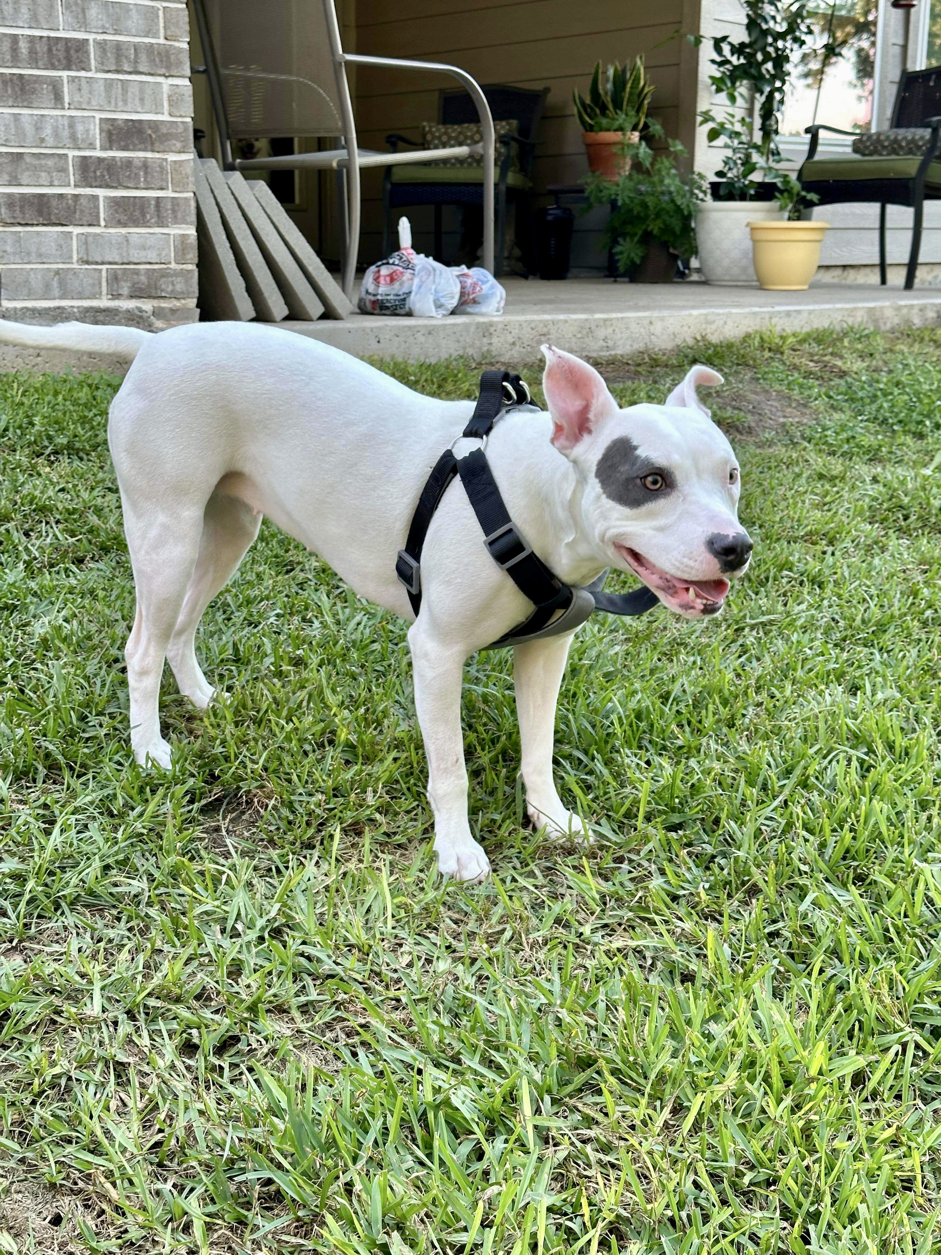 Enlarge Mimi, a Adoptable American Bulldog in Seattle, WA image 5/6