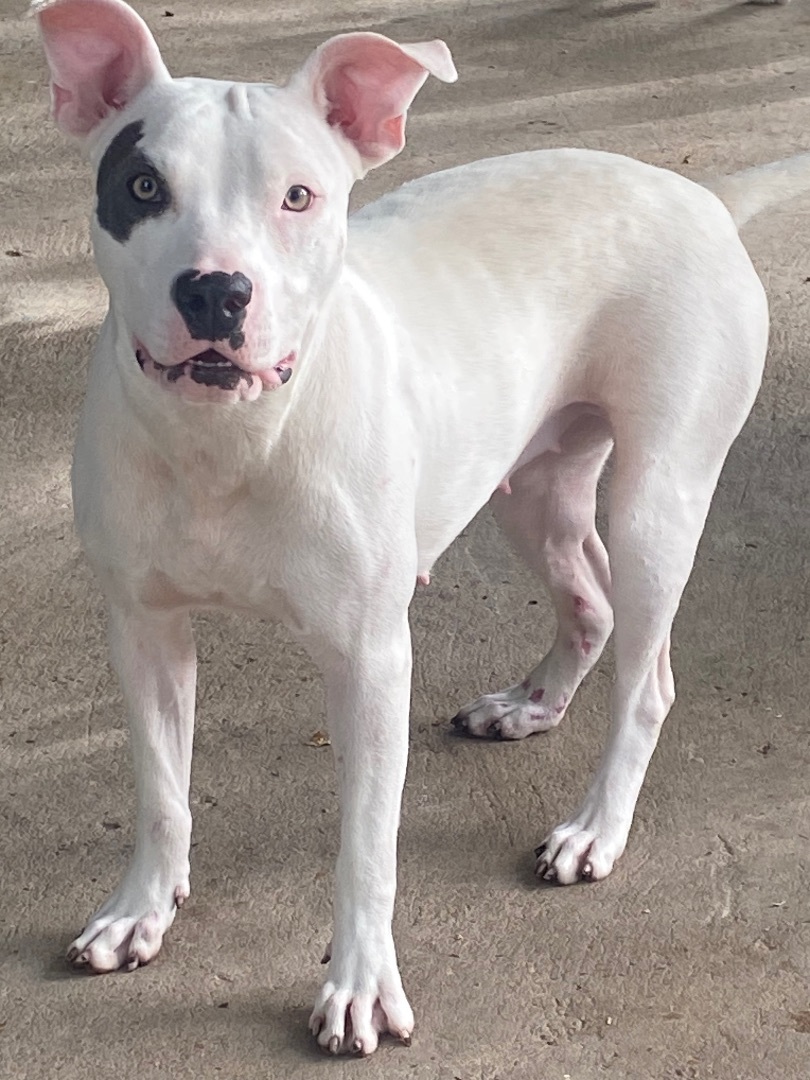 Enlarge Mimi, a Adoptable American Bulldog in Seattle, WA image 6/6