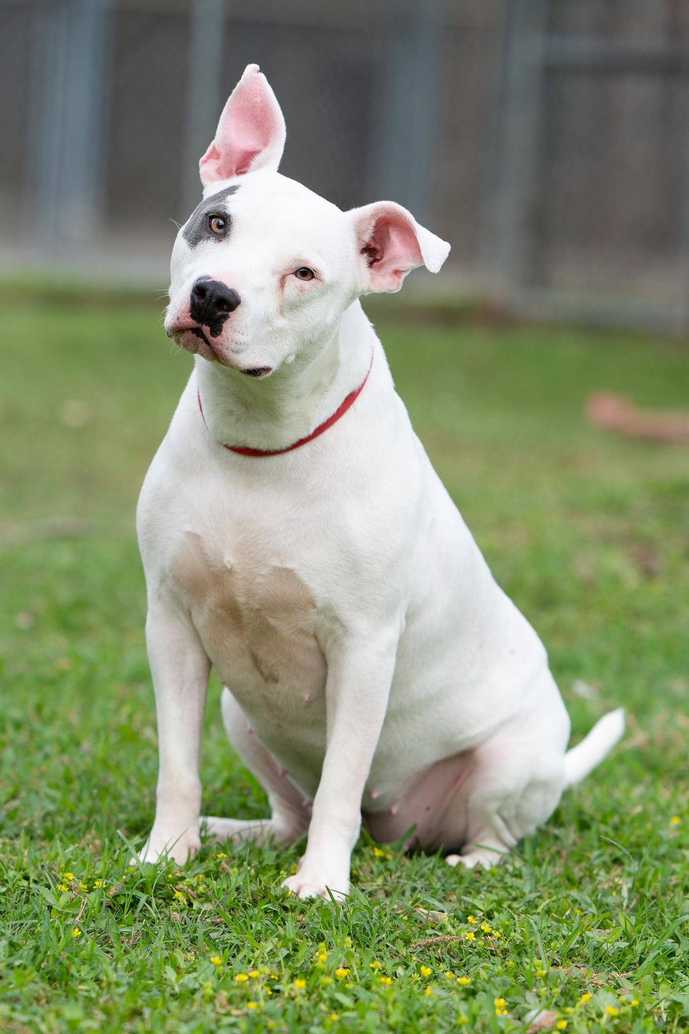 Enlarge Mimi, a Adoptable American Bulldog in Seattle, WA image 3/6