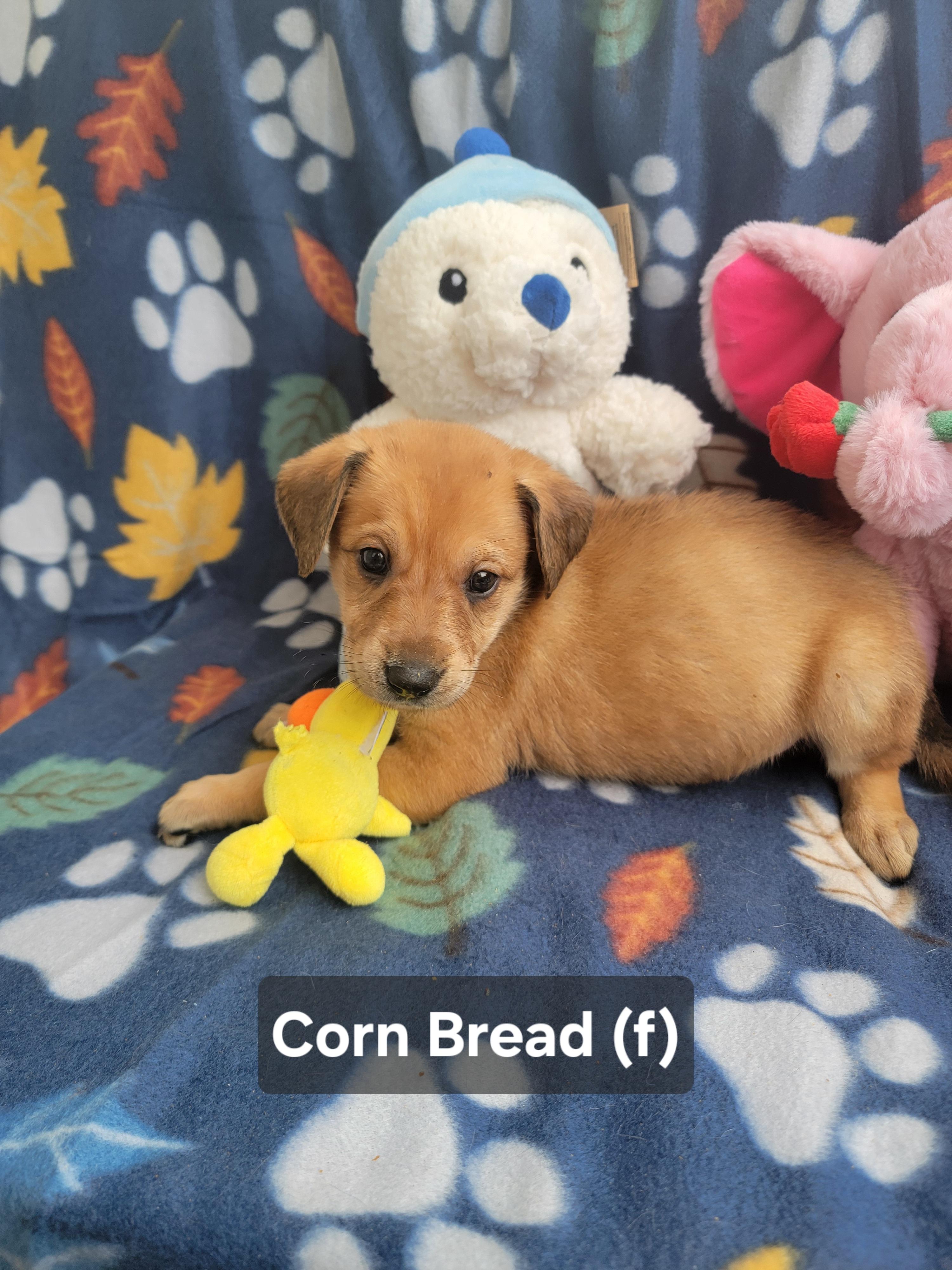 Enlarge Corn Bread, an adopted mixed breed in St. Augustine, FL image 6/6