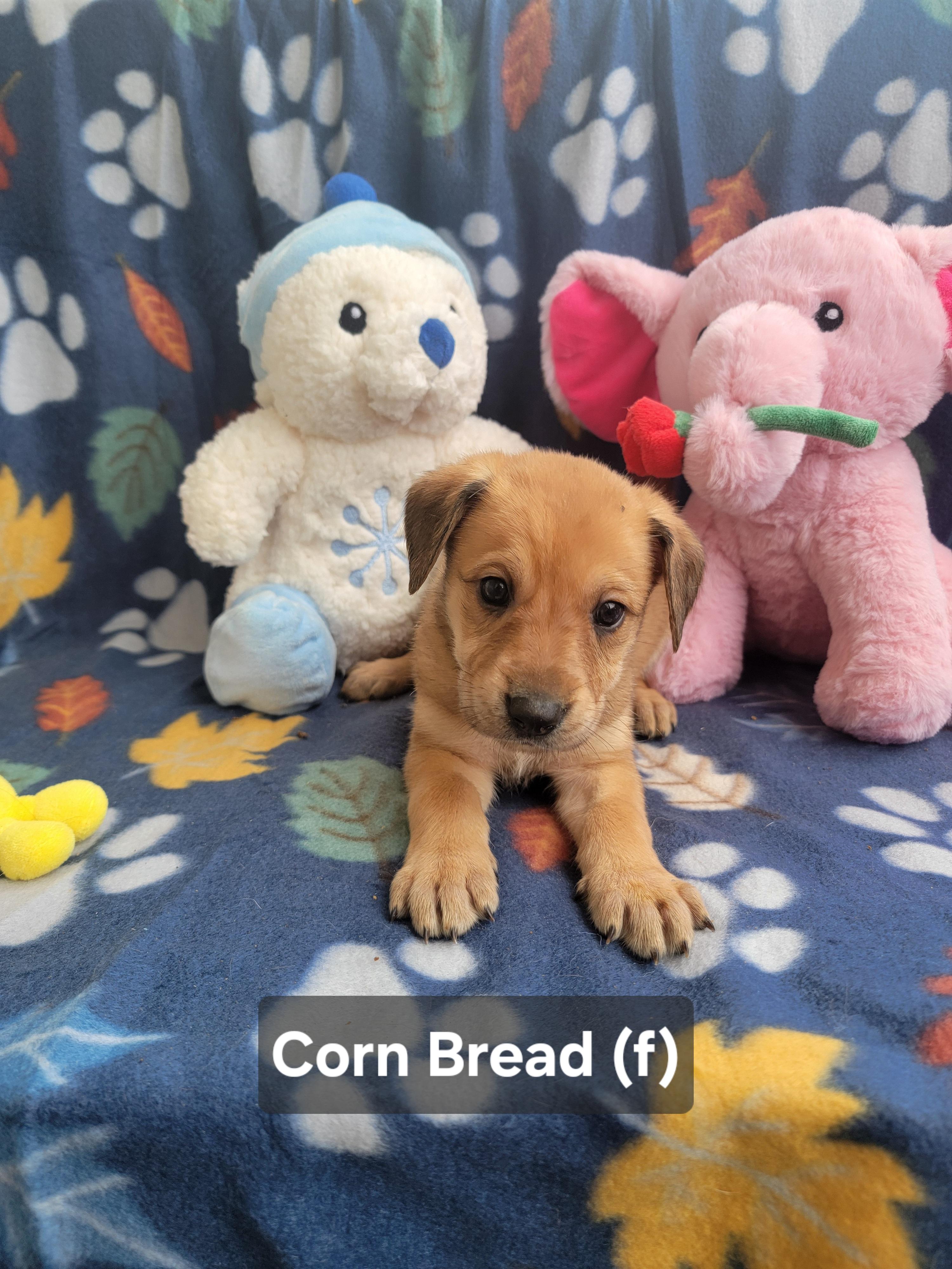 Enlarge Corn Bread, an adopted mixed breed in St. Augustine, FL image 2/6