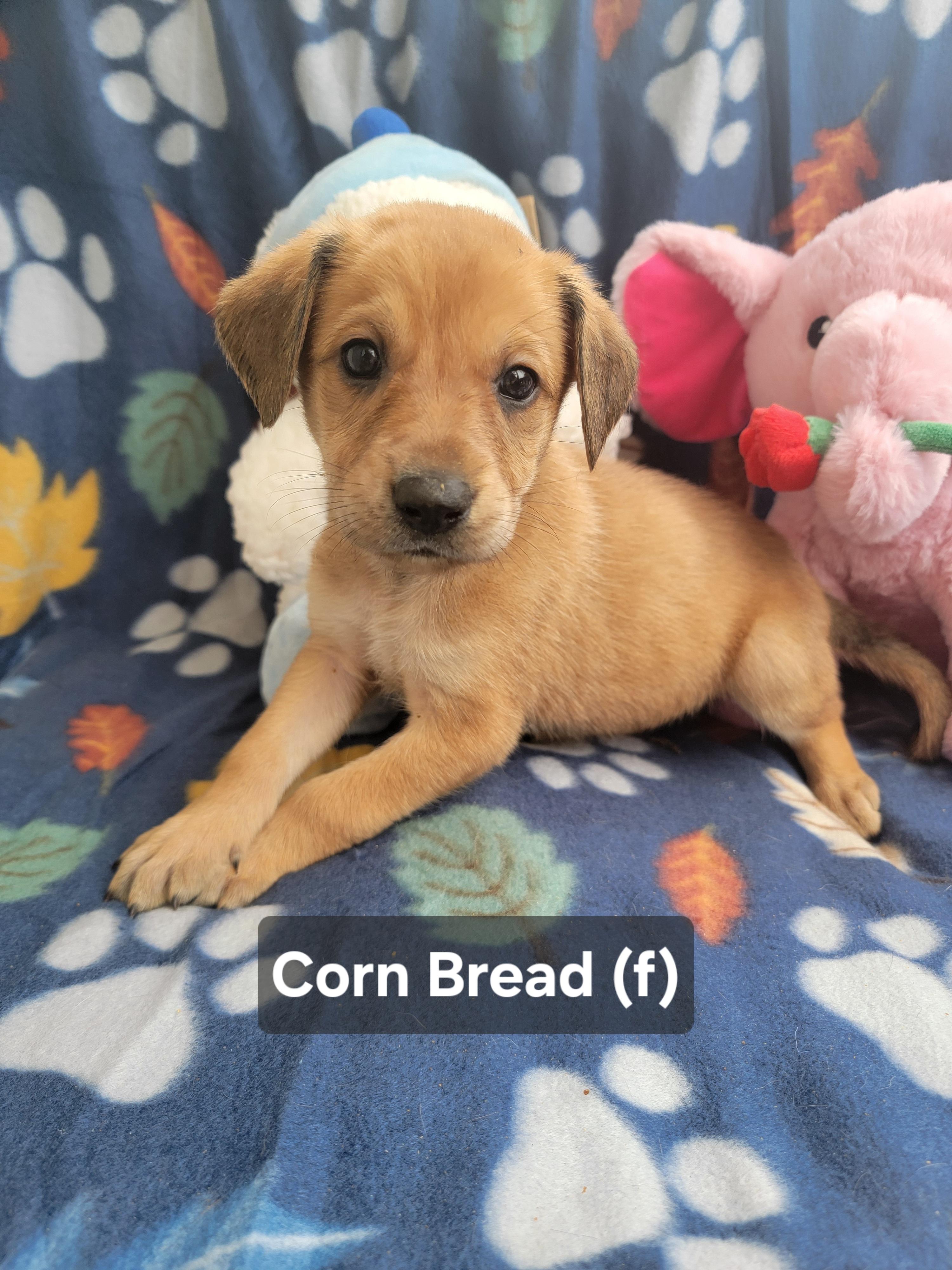 Enlarge Corn Bread, an adopted mixed breed in St. Augustine, FL image 3/6